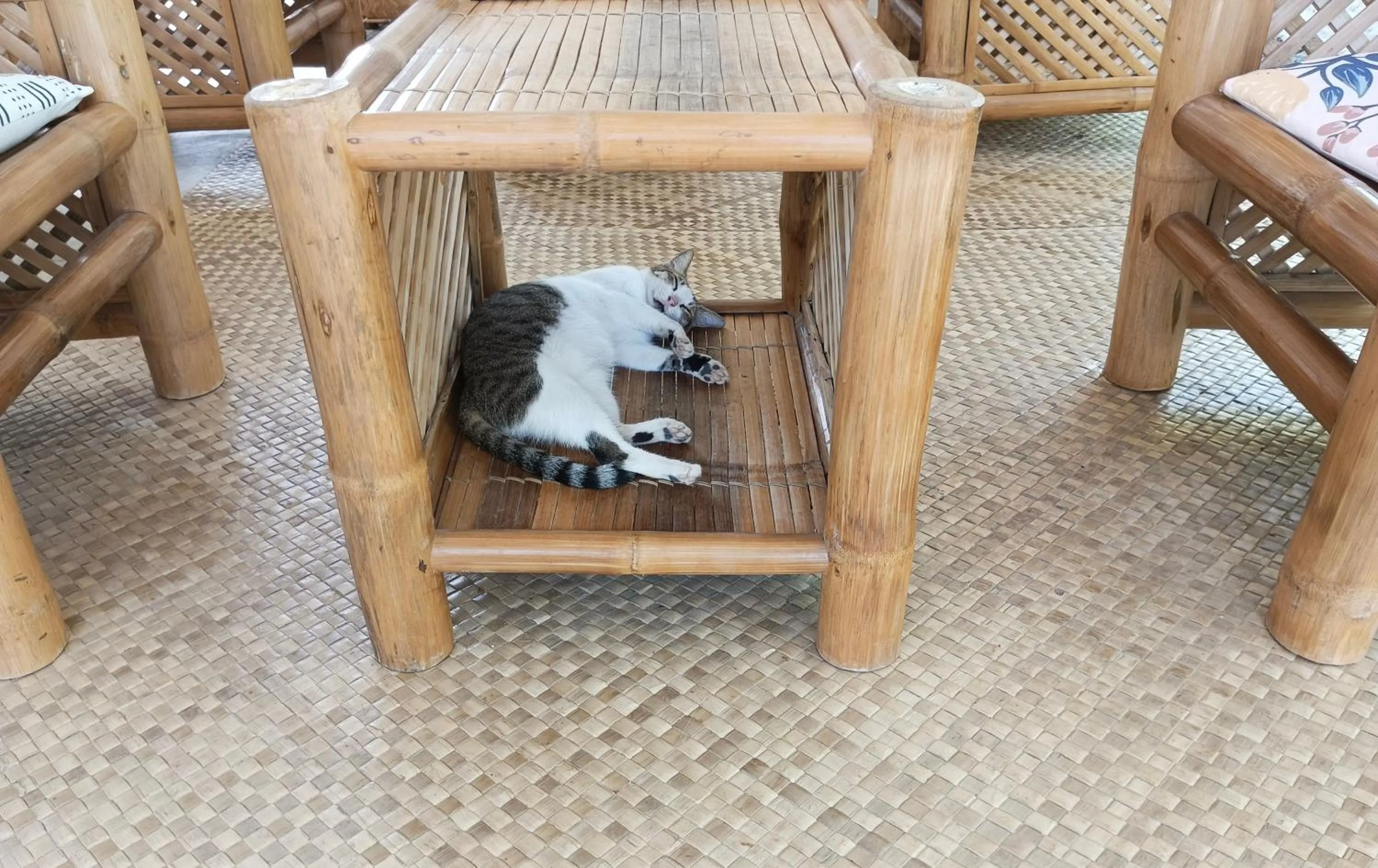 Text overlay in Alona Pawikan