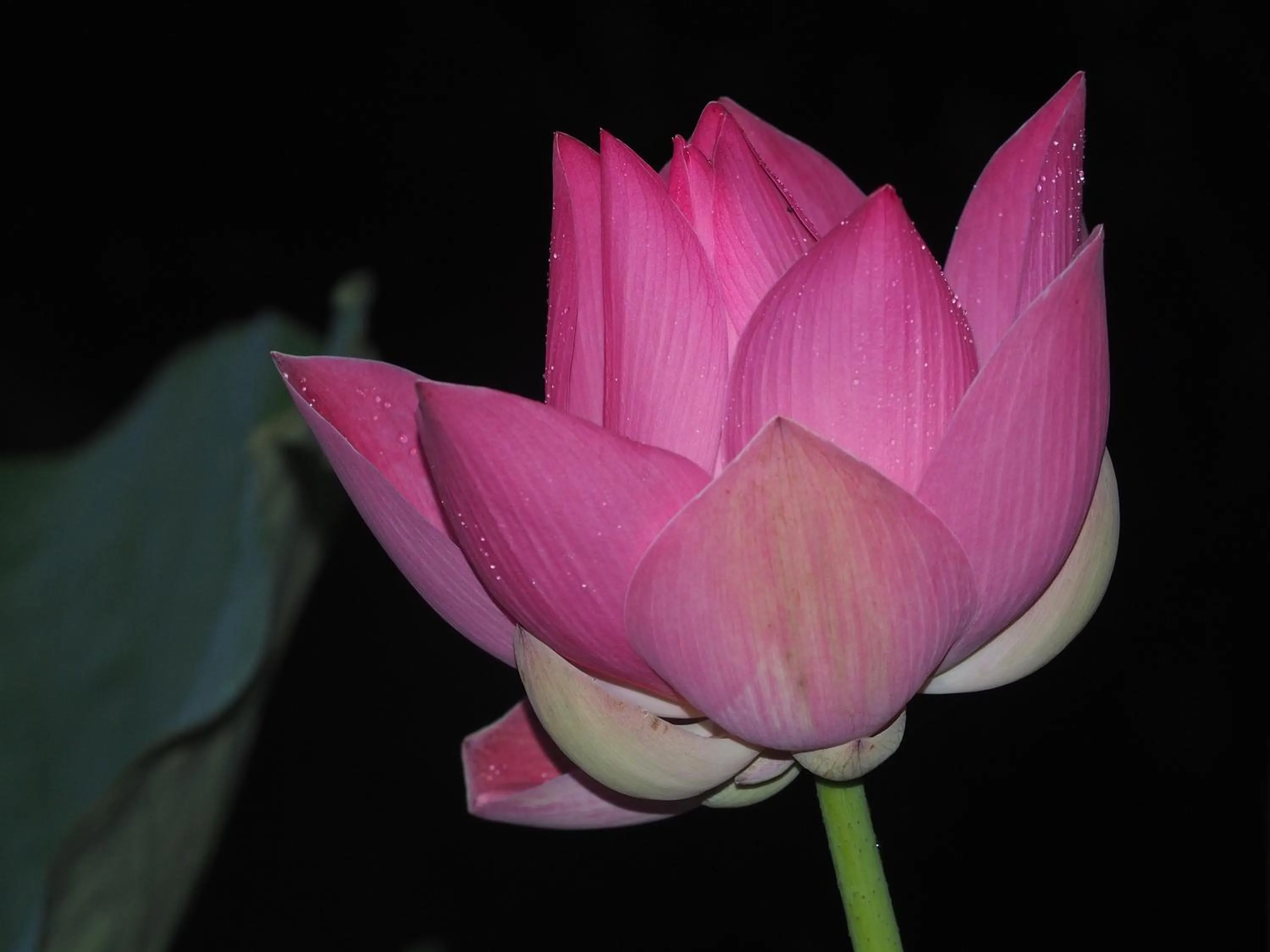 Garden in The Gecho Inn Country