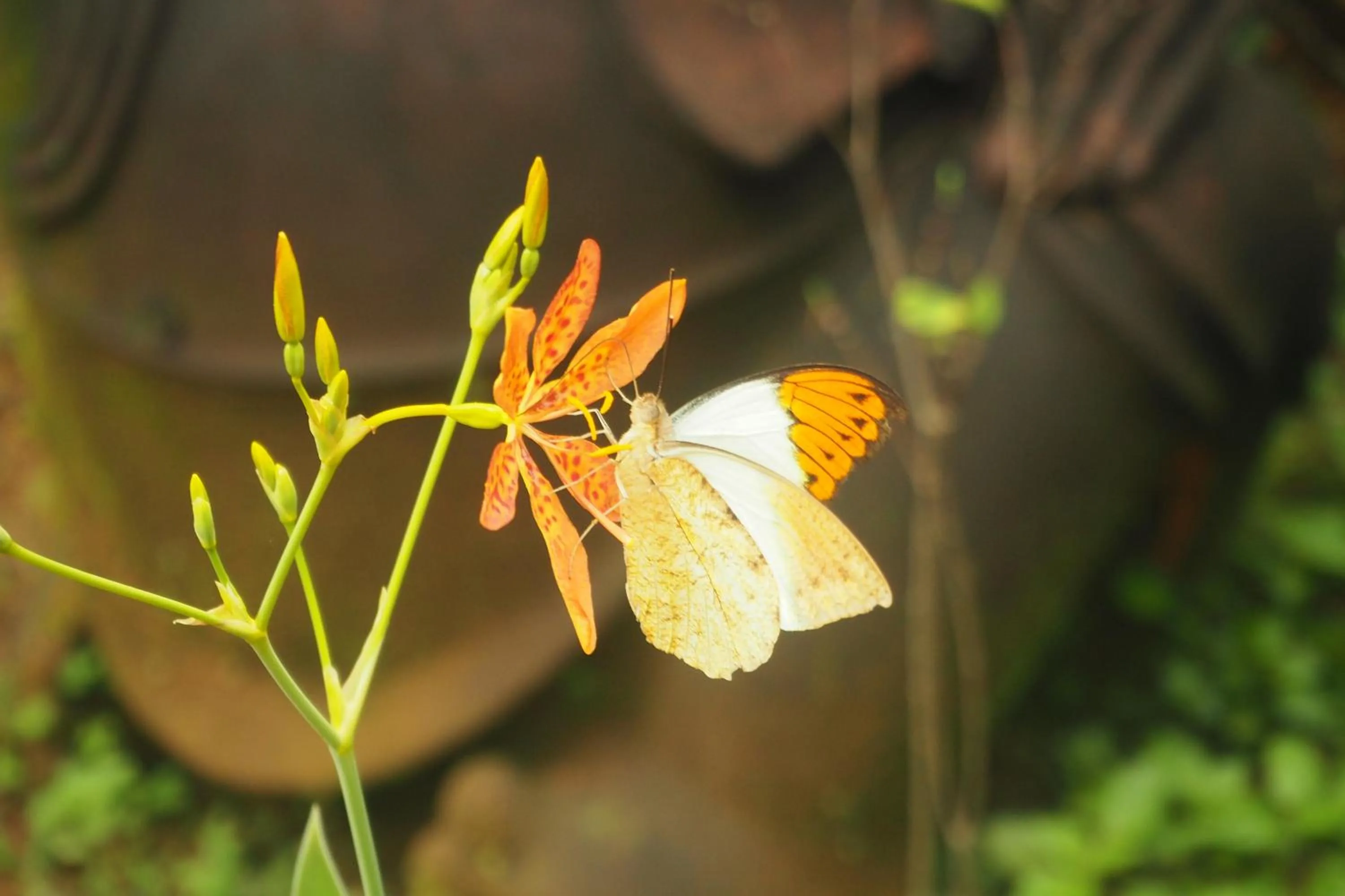 Animals in The Gecho Inn Country