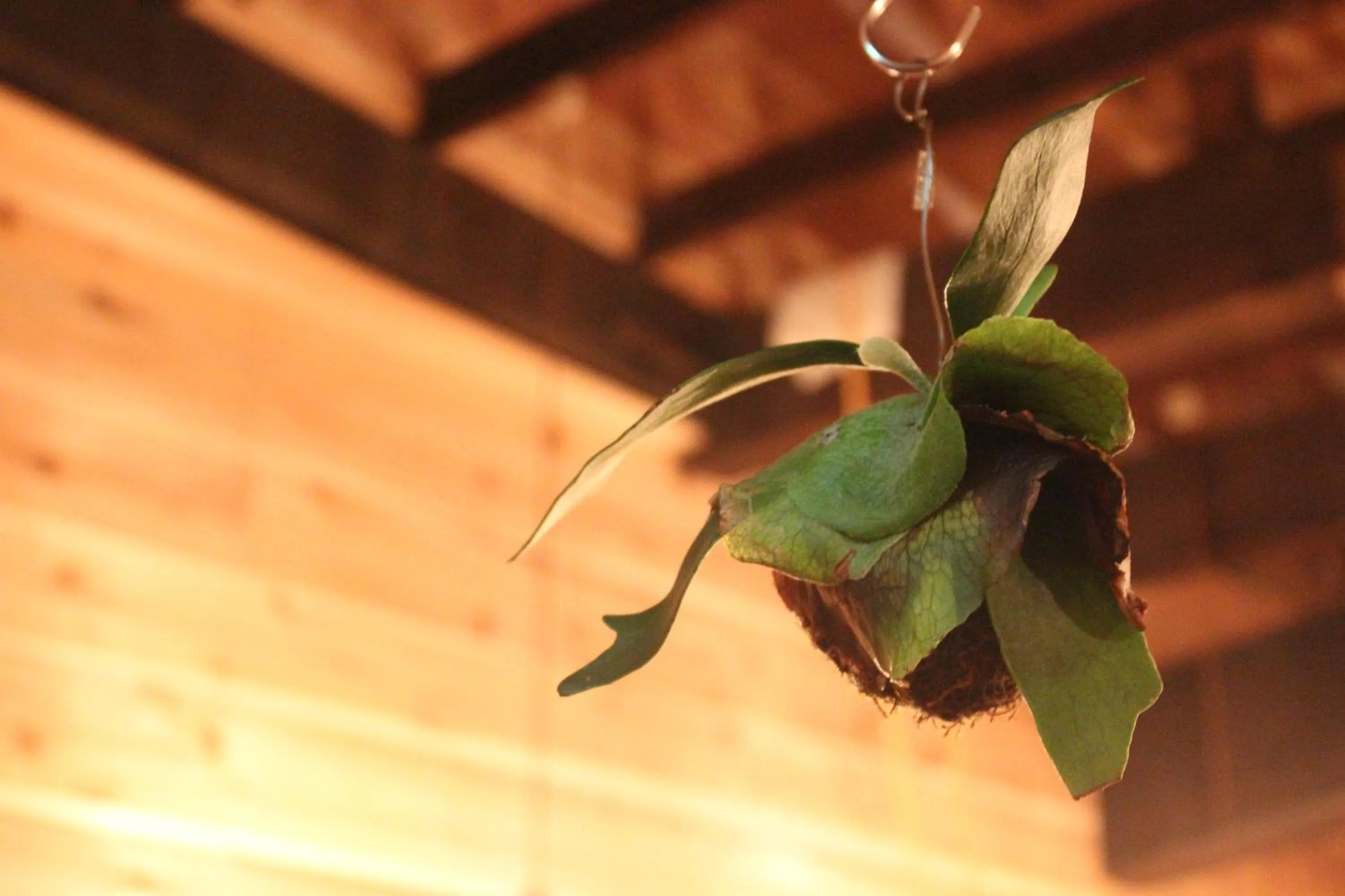 Decorative detail in Hakone Guesthouse Toi