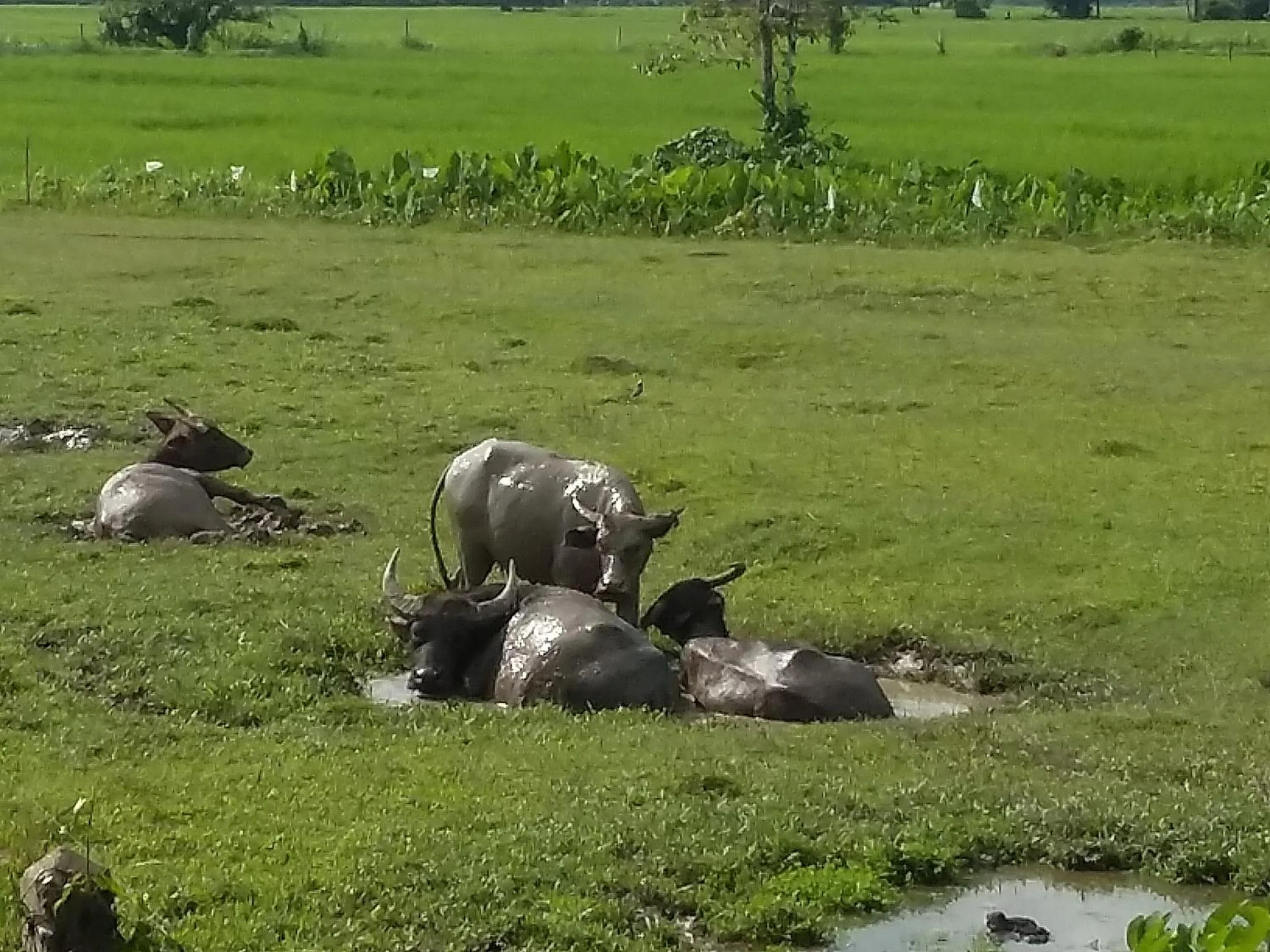 Neighbourhood in Khoom Kam Kaew