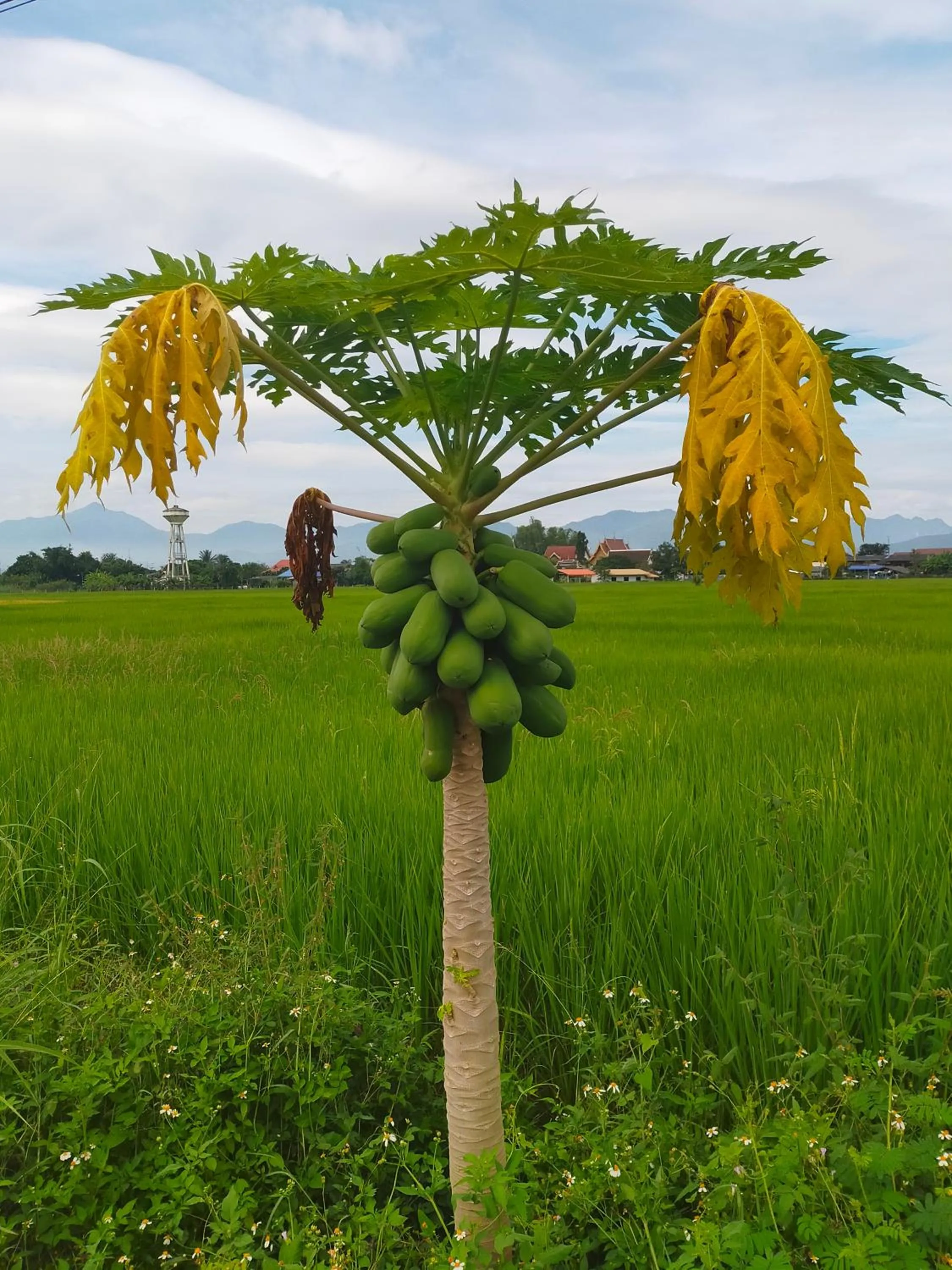 Off site in Khoom Kam Kaew