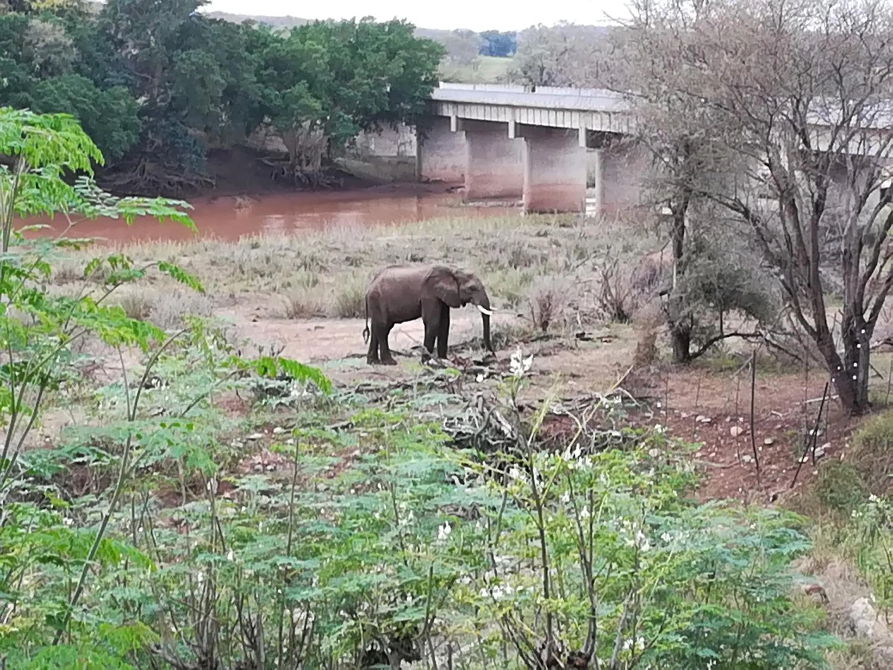 Animals in Three Bridges B&B