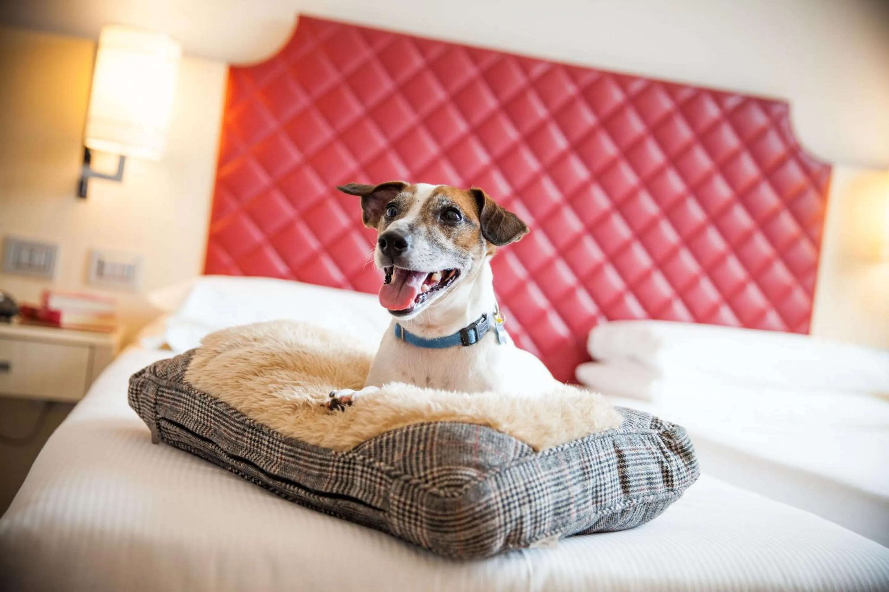 Pets, Bed in Just Hotel Lomazzo Fiera