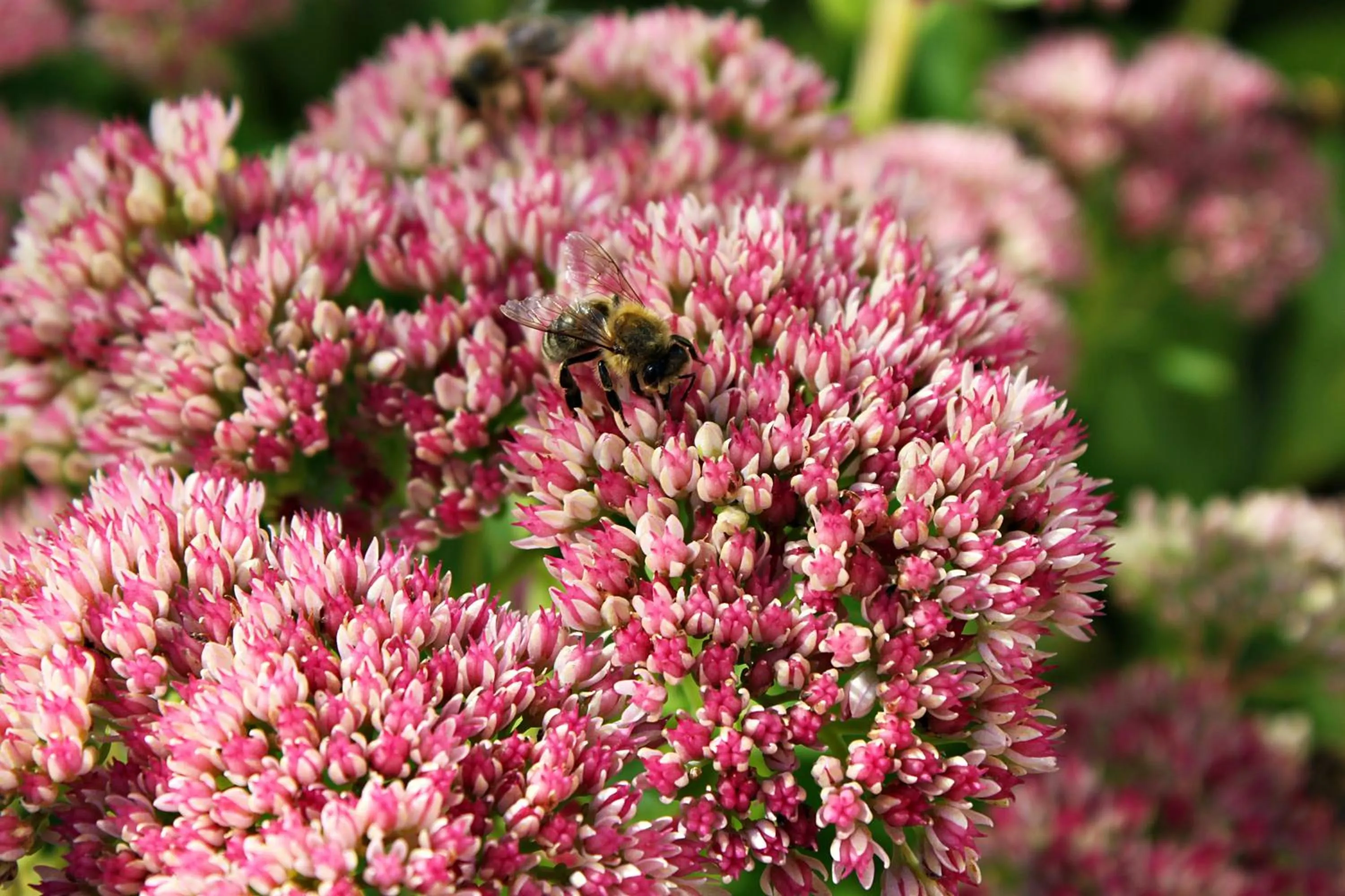 Summer in Familienhotel Botenwirt