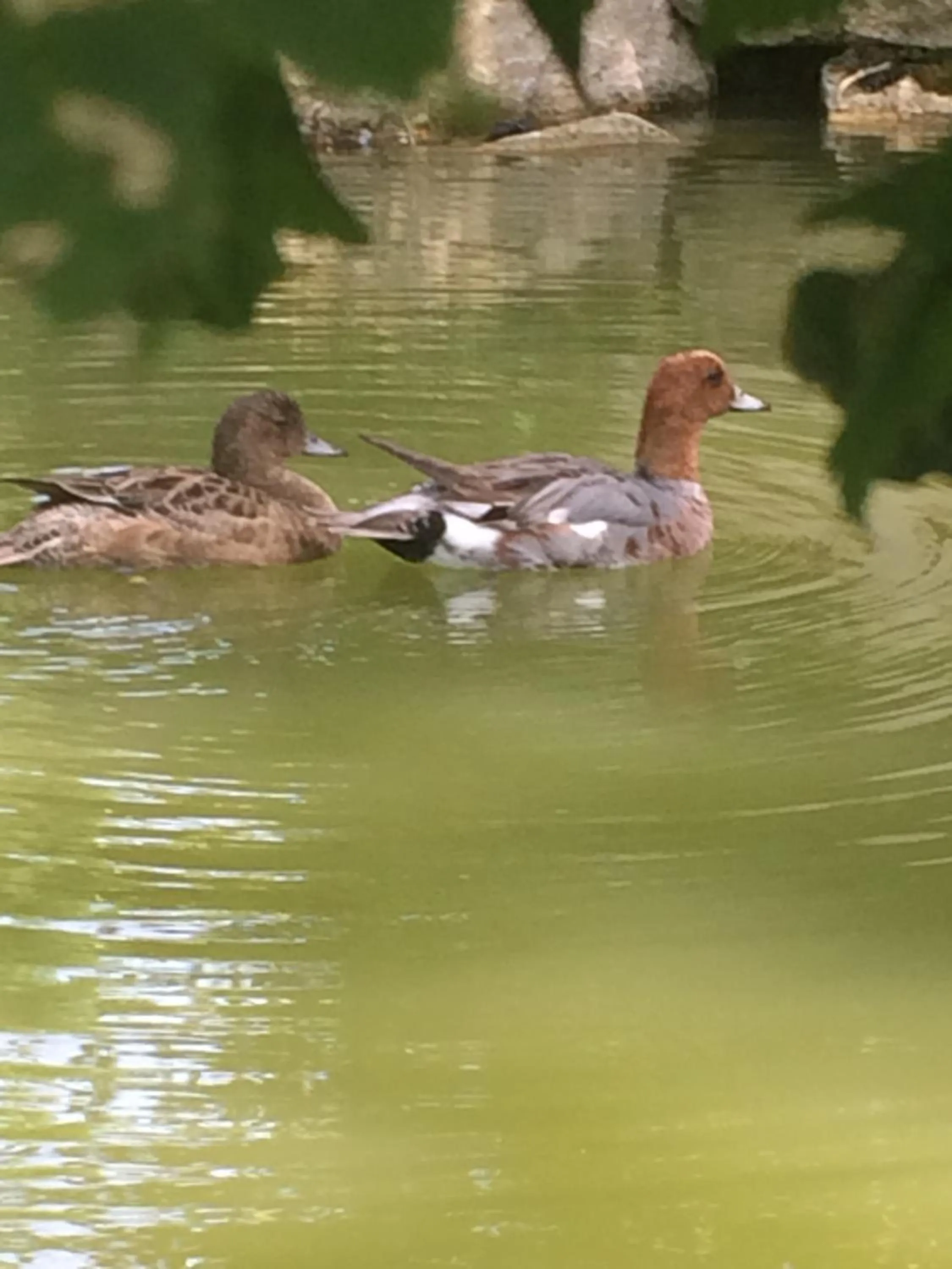 Animals in La mare aux canards