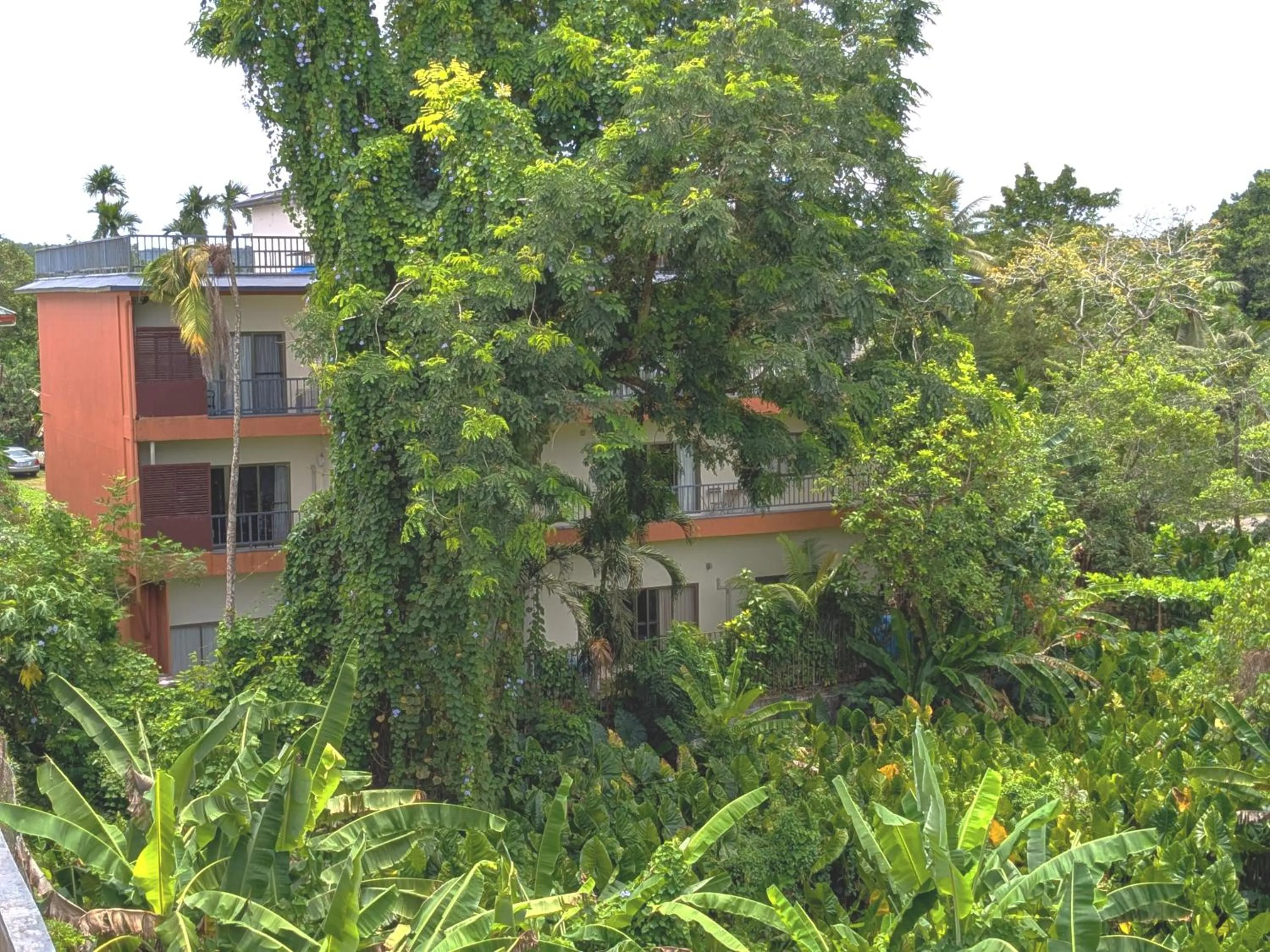 Natural landscape in Garden Palace Downtown Koror