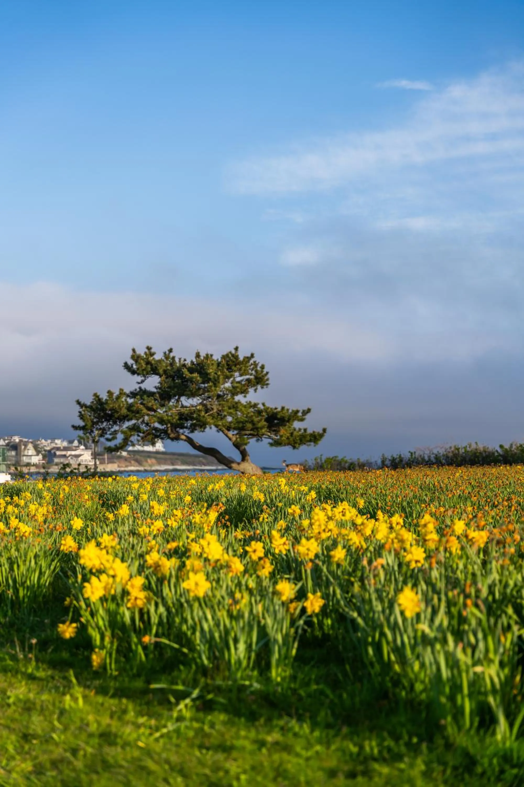 Day in Newport Beach Hotel & Suites