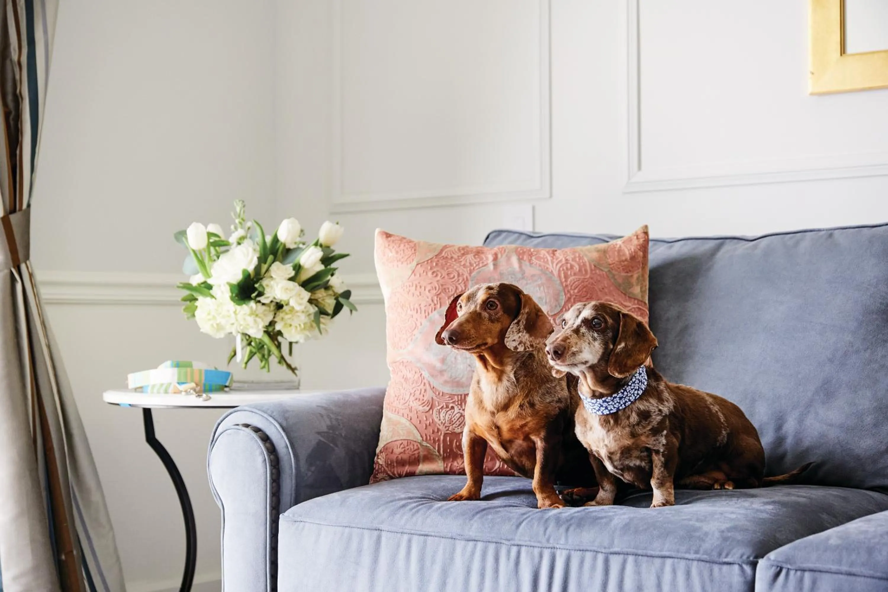 Pets in The Charleston Place