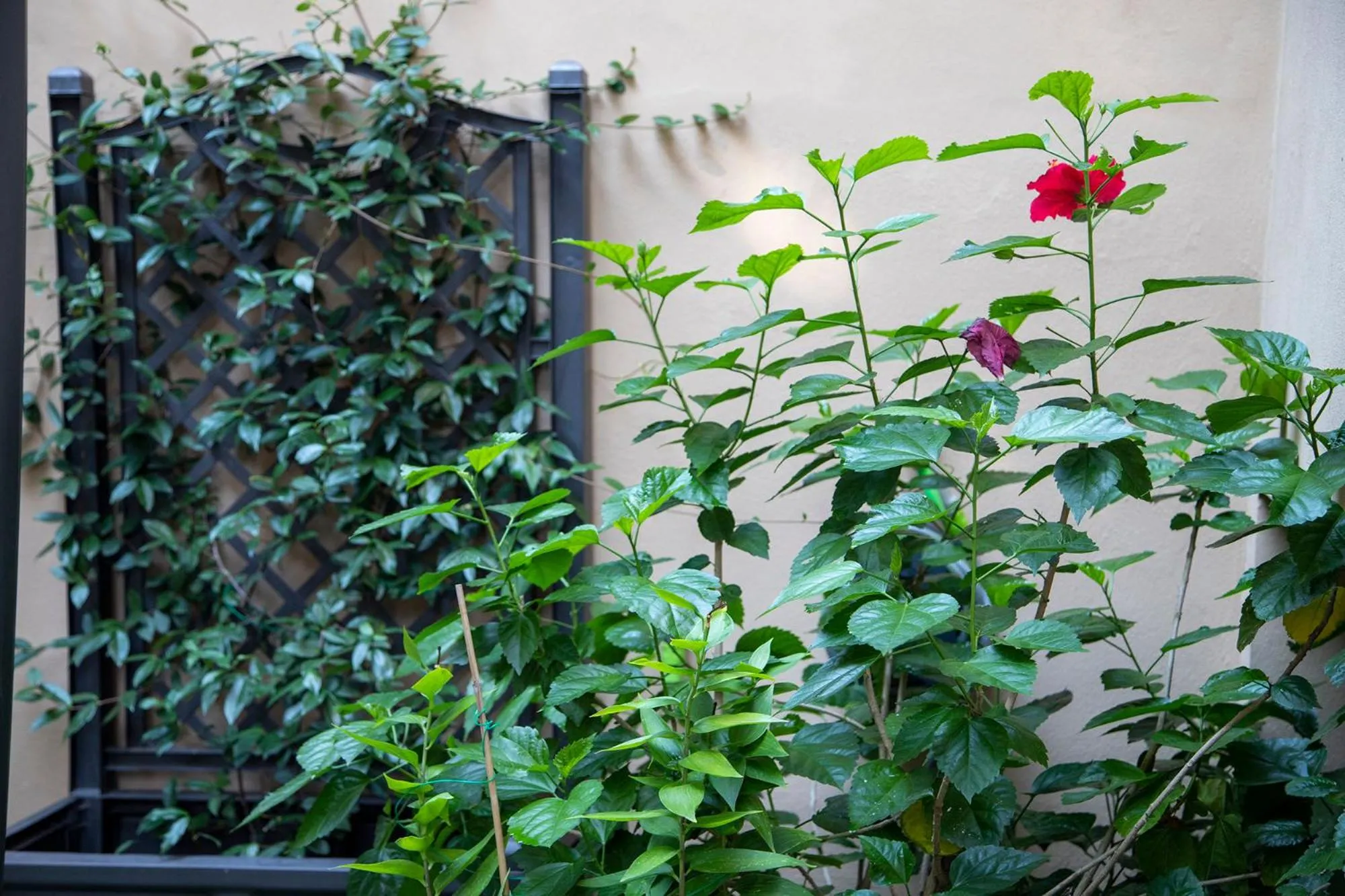 Garden in B&B I Propilei di San Girolamo