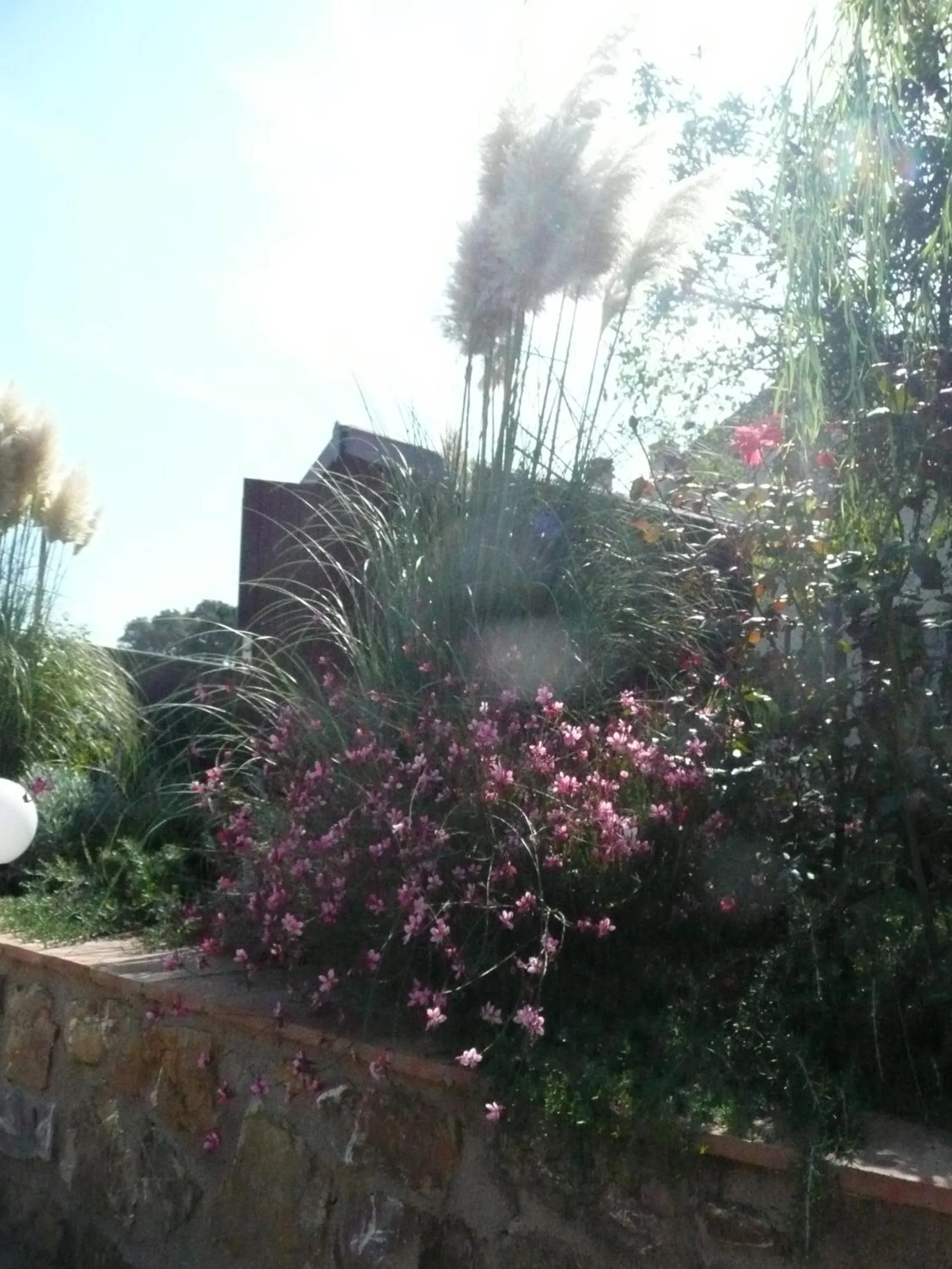 Garden view in Tonini House