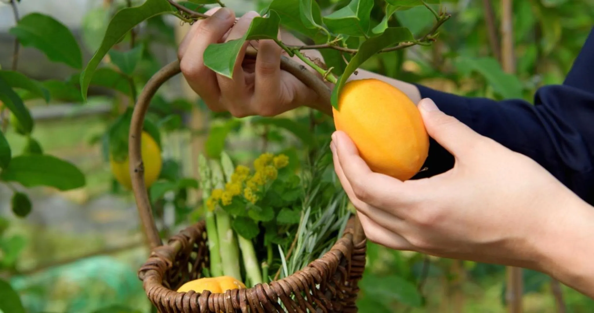 Other in The Uza Terrace Beach Club Villas