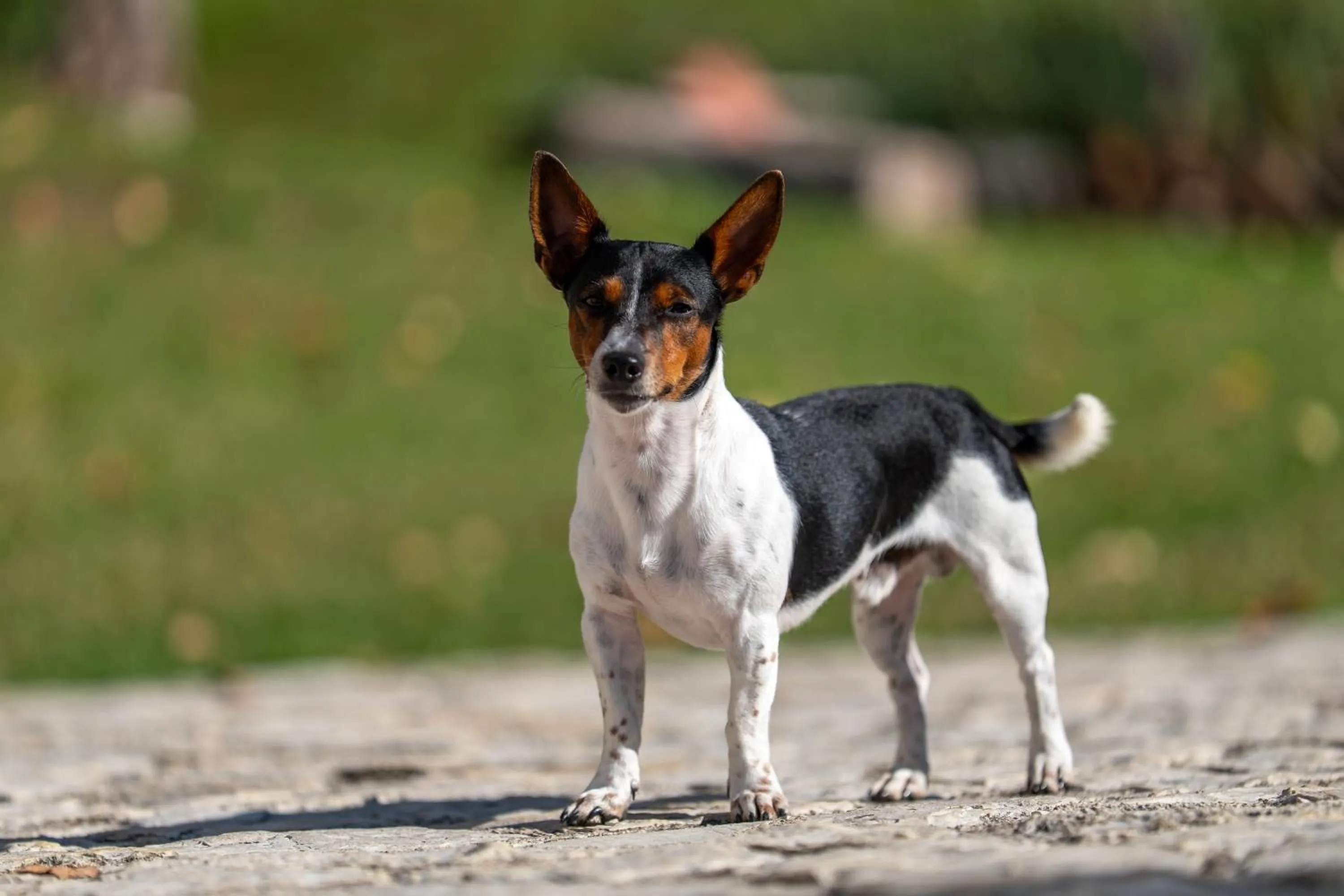 Garden in Premignaga Natural Home