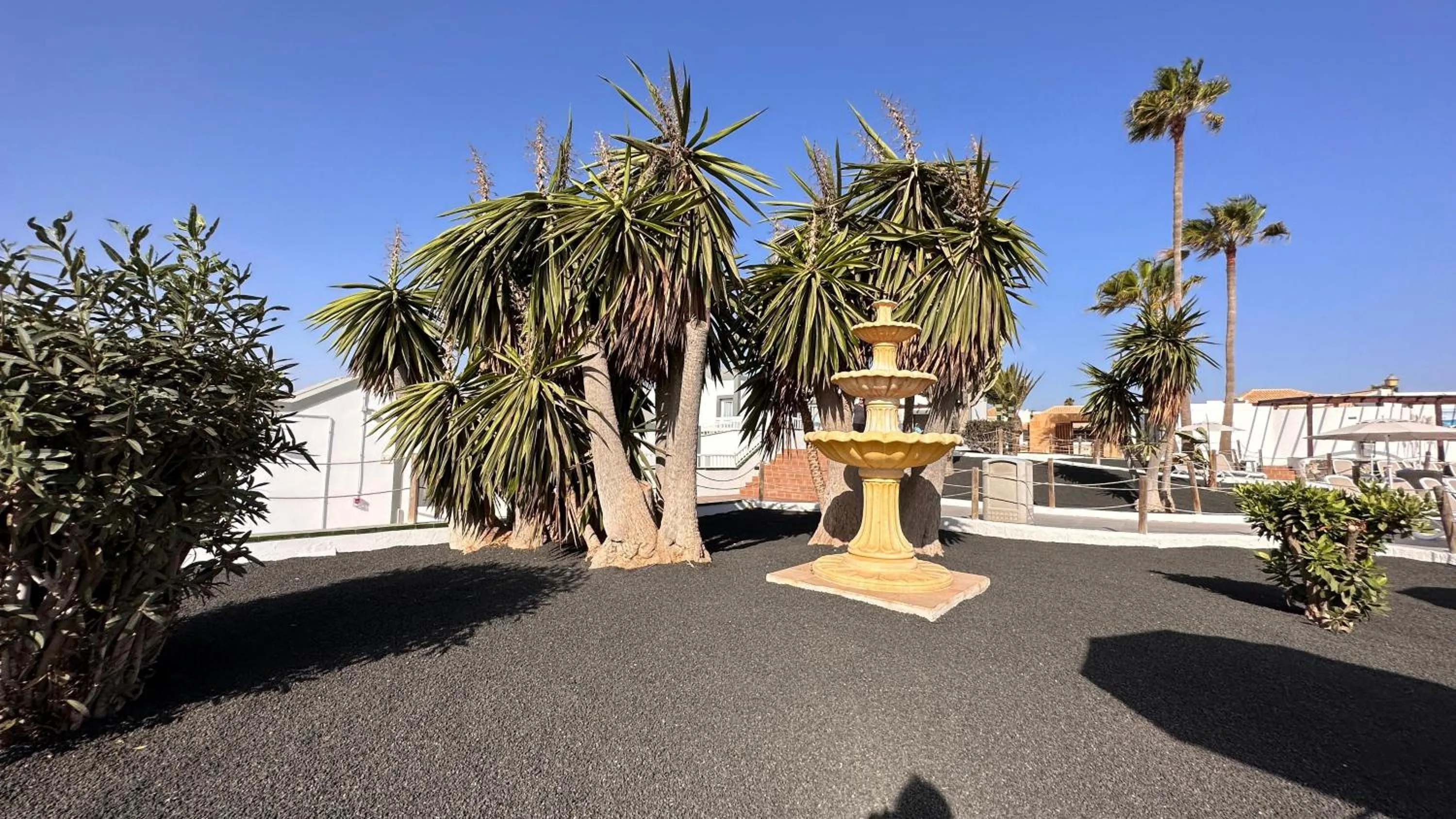 Garden in BLUESEA Club Caleta Dorada