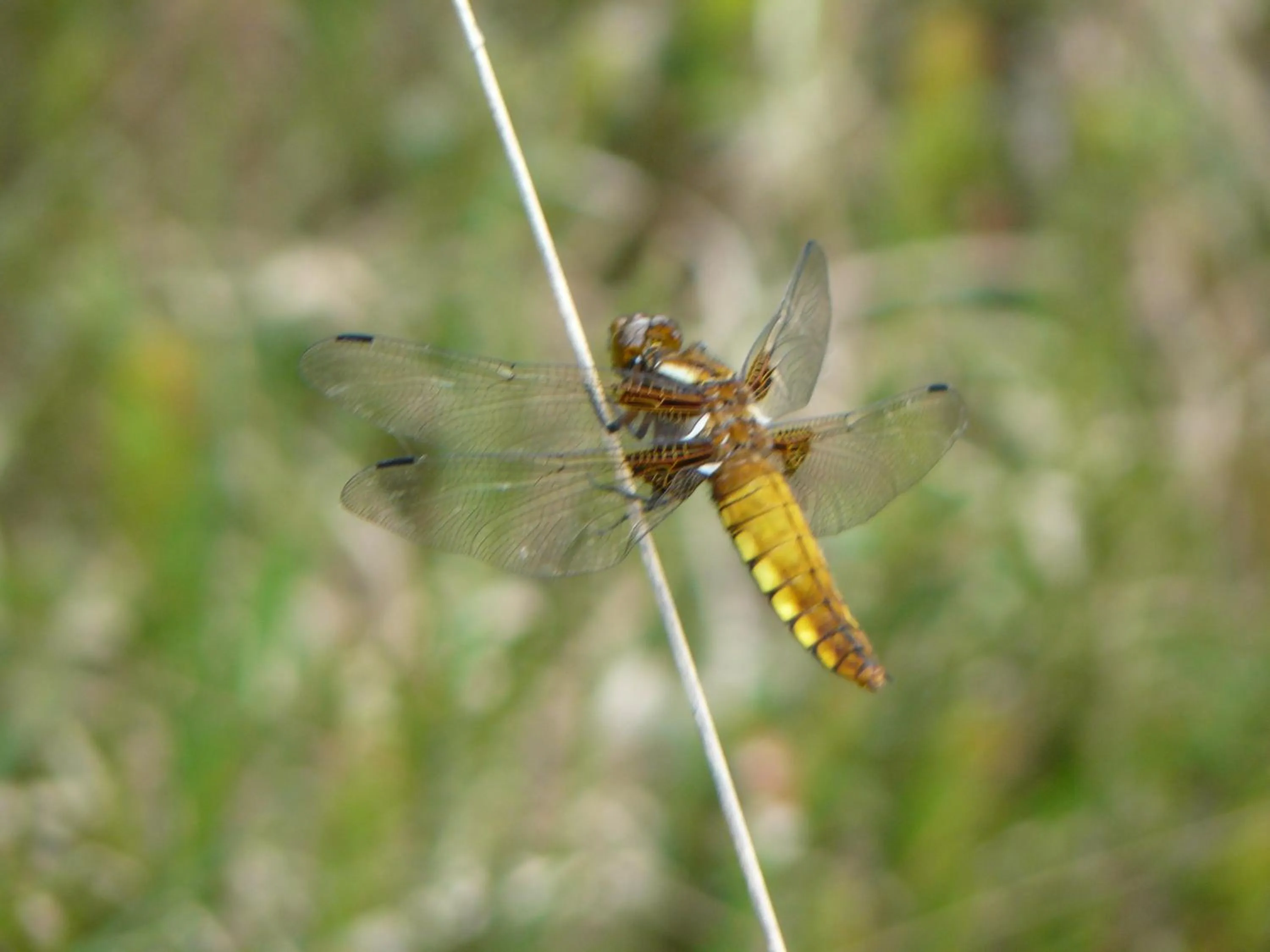 Pets in Stichting Veenloopcentrum Weiteveen