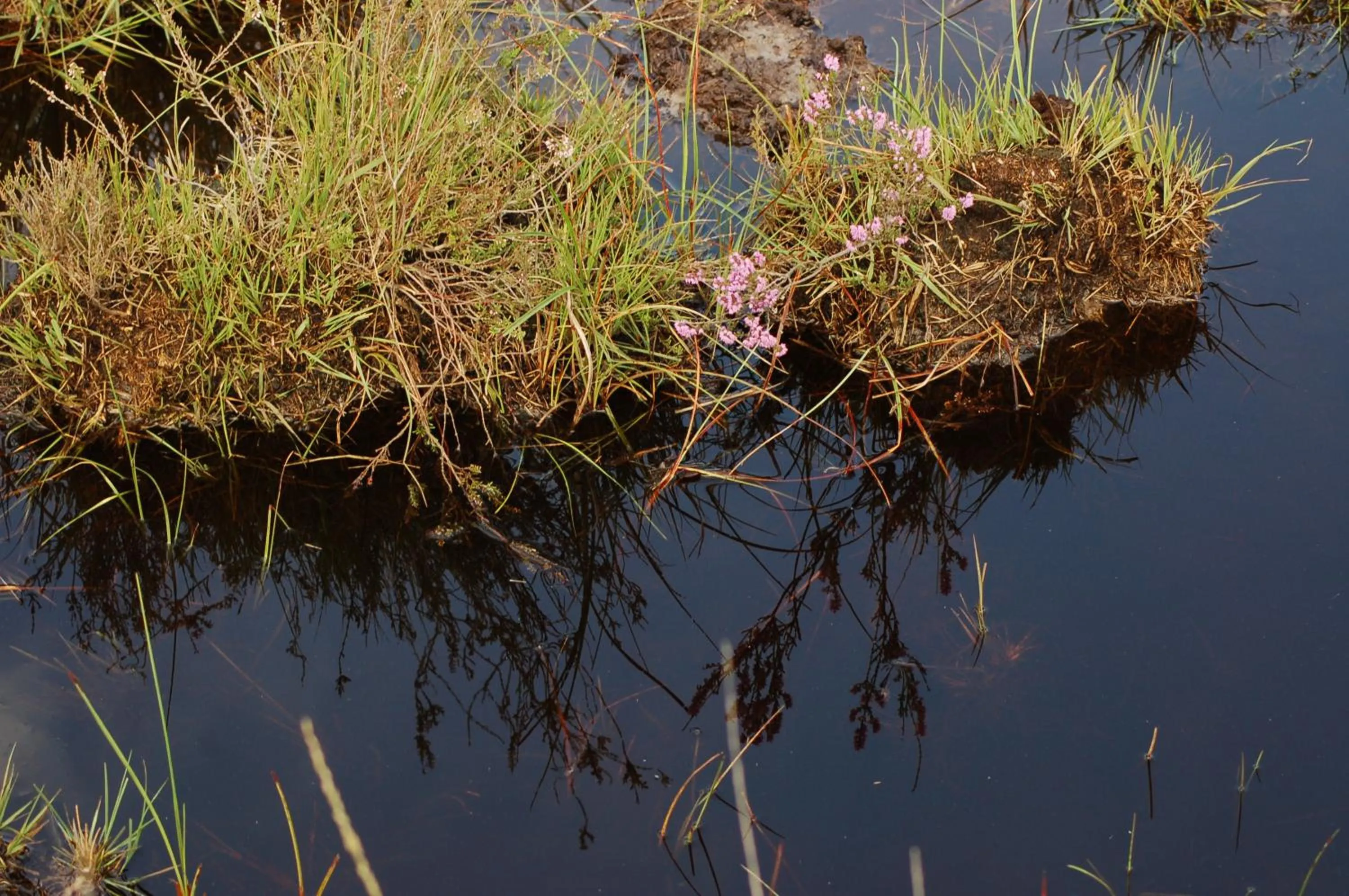 Natural landscape in Stichting Veenloopcentrum Weiteveen