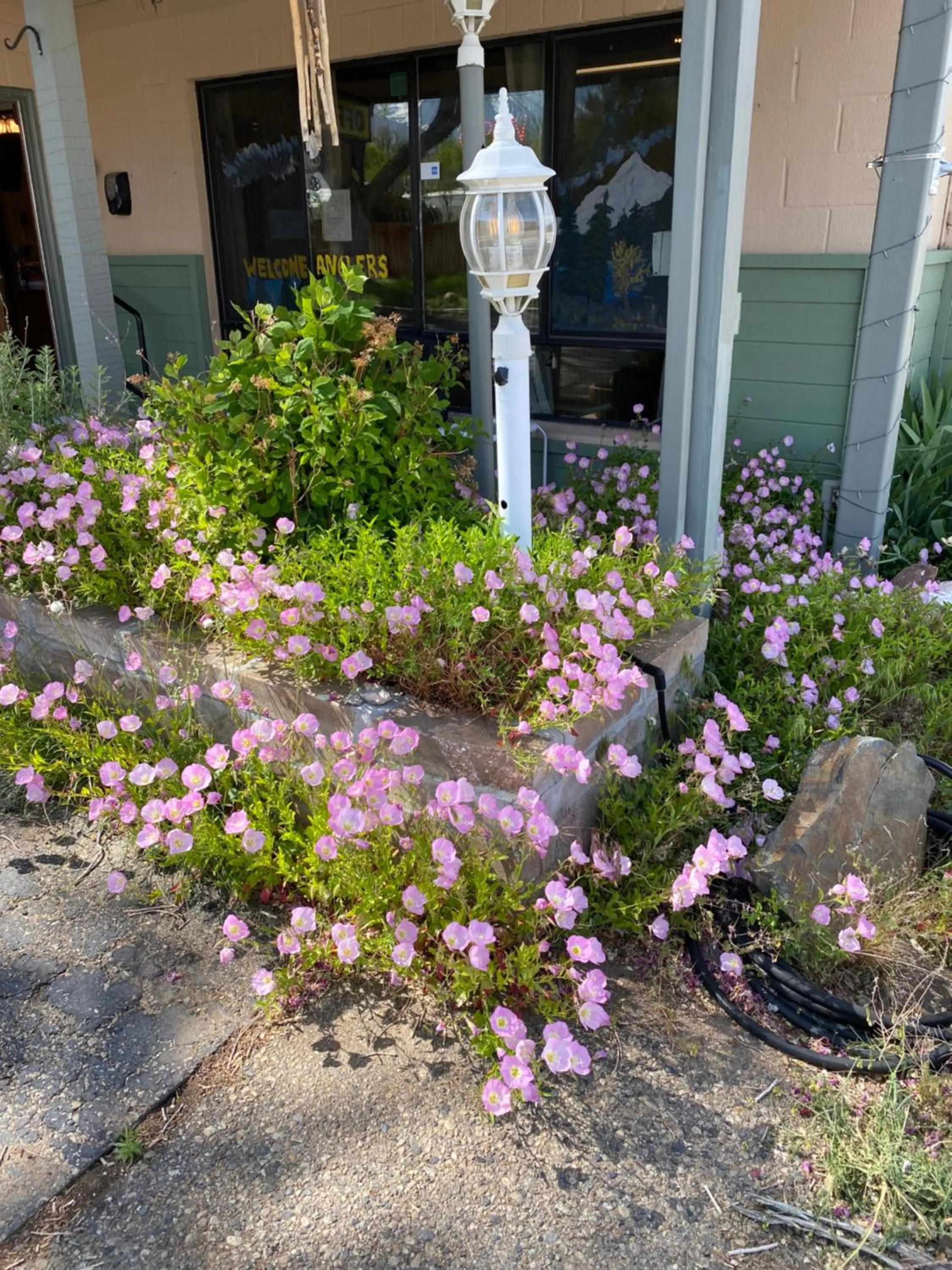 Spring in Starlight Motel