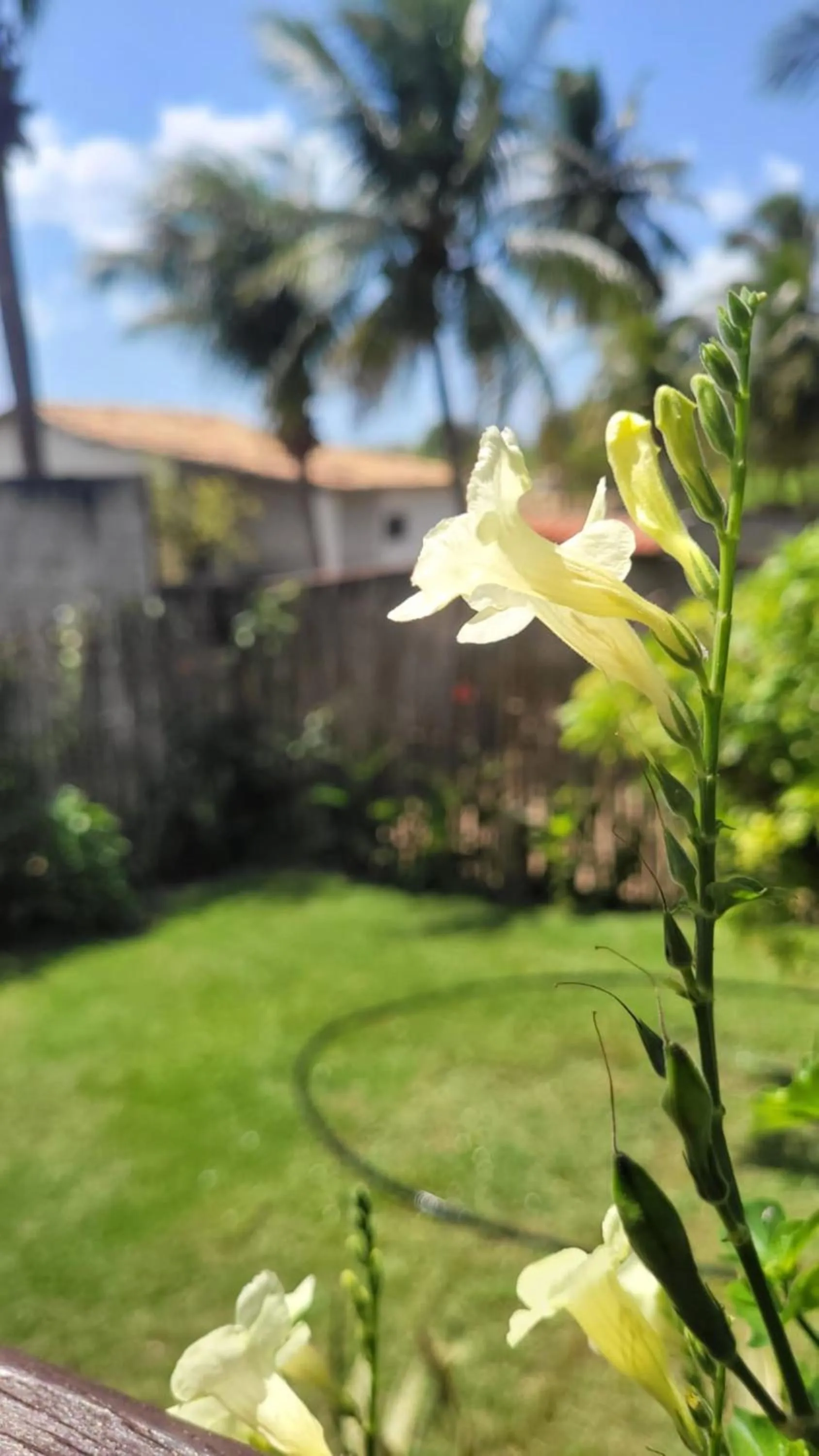 Garden in Pousada Ello