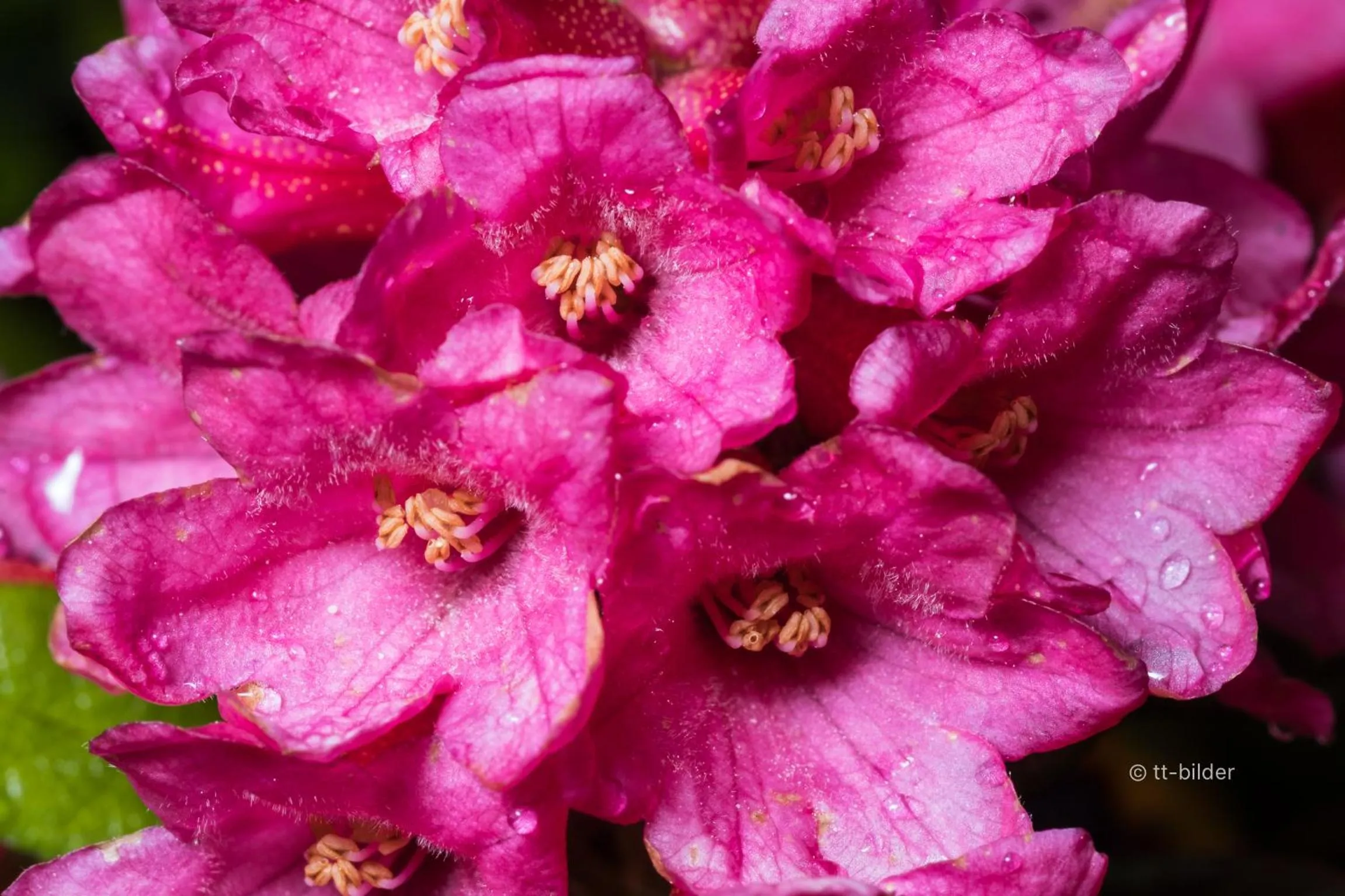 Spring in Gasthof Trausberg