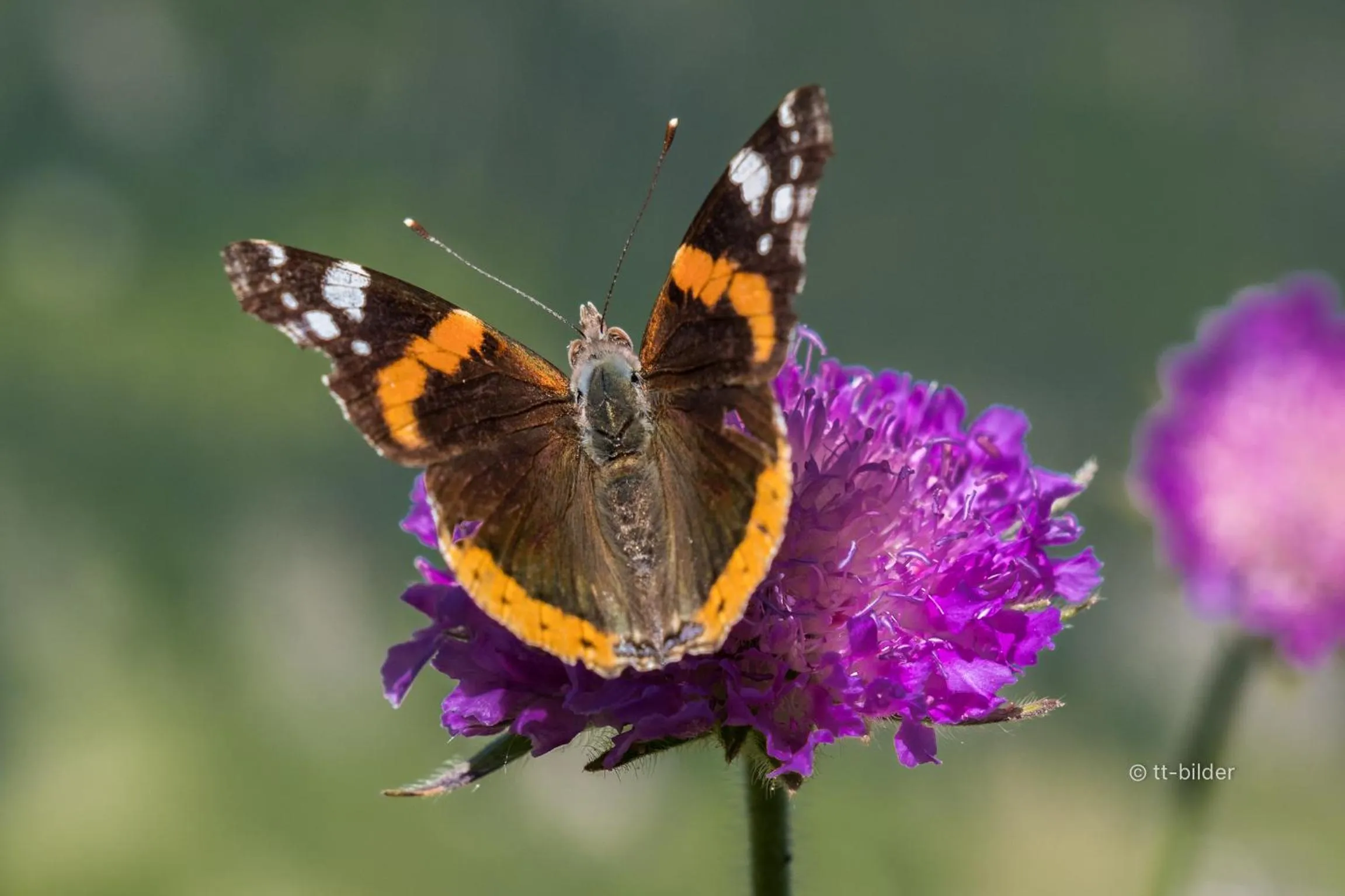 Summer in Gasthof Trausberg