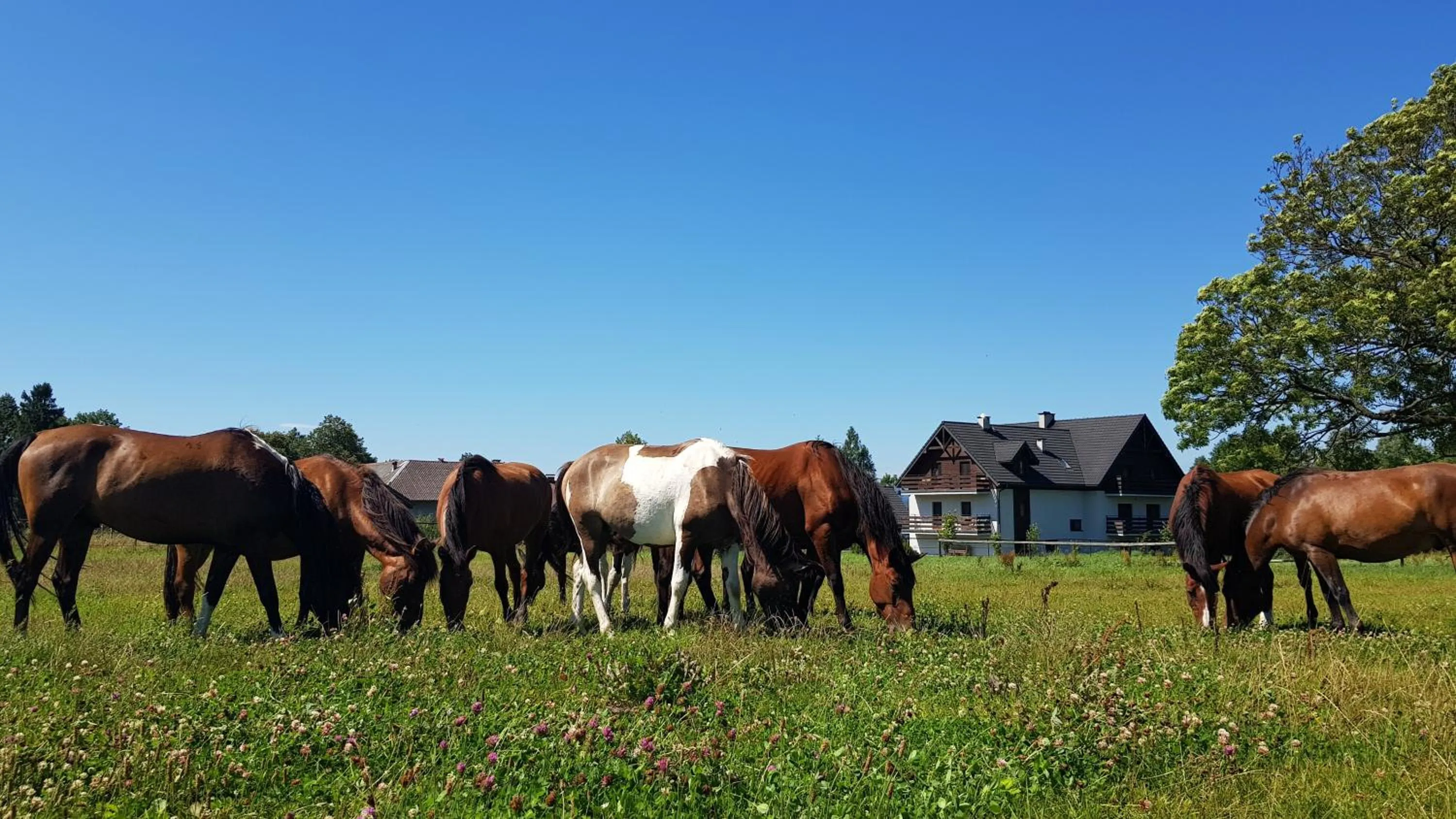 Animals in Malowane Wierchy