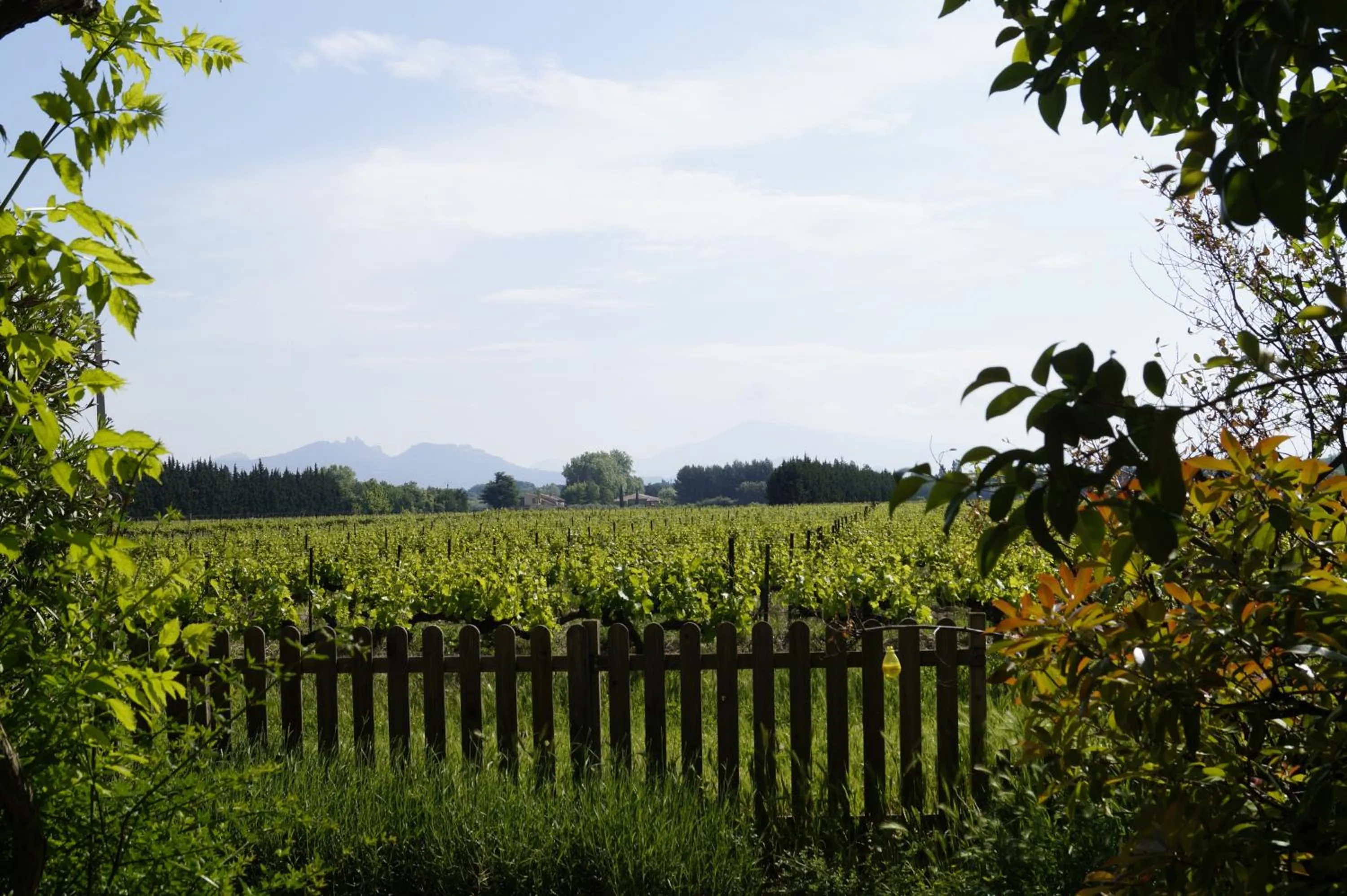 Landmark view in Mas du Clos de l'Escarrat