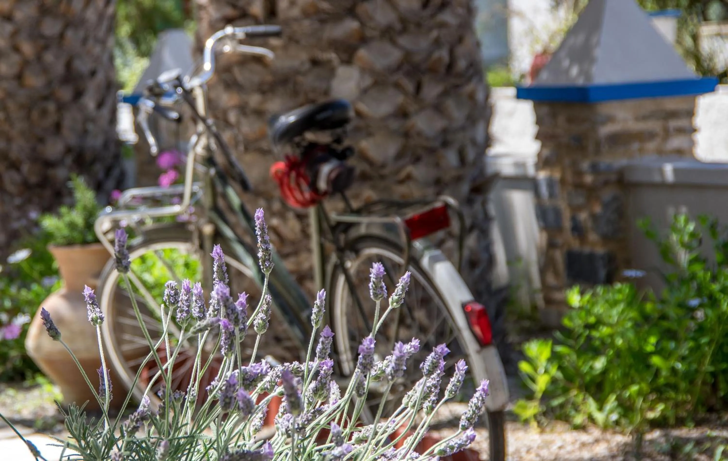 Garden in Syros Atlantis