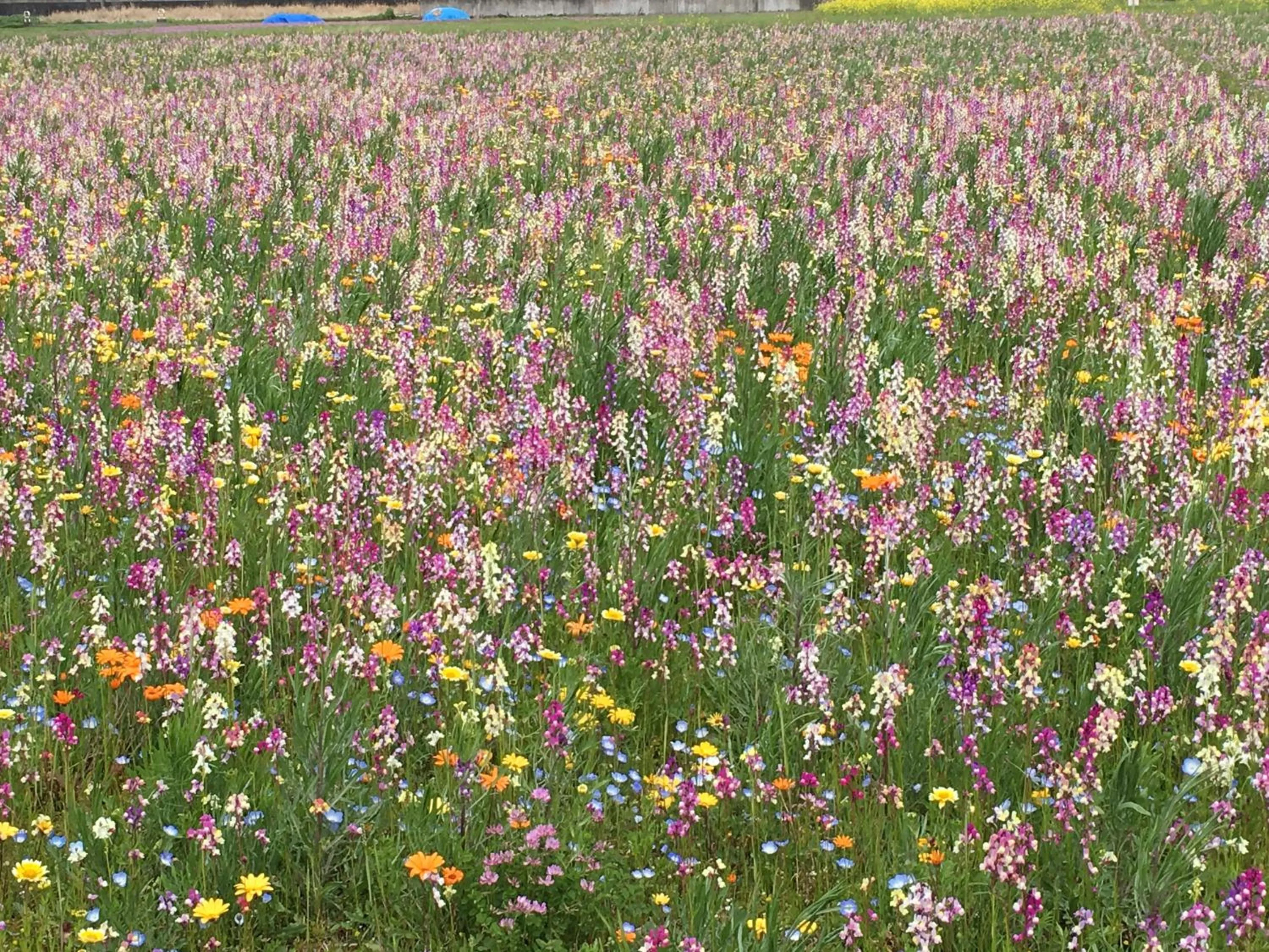 Spring in Dogashima Onsen Hotel