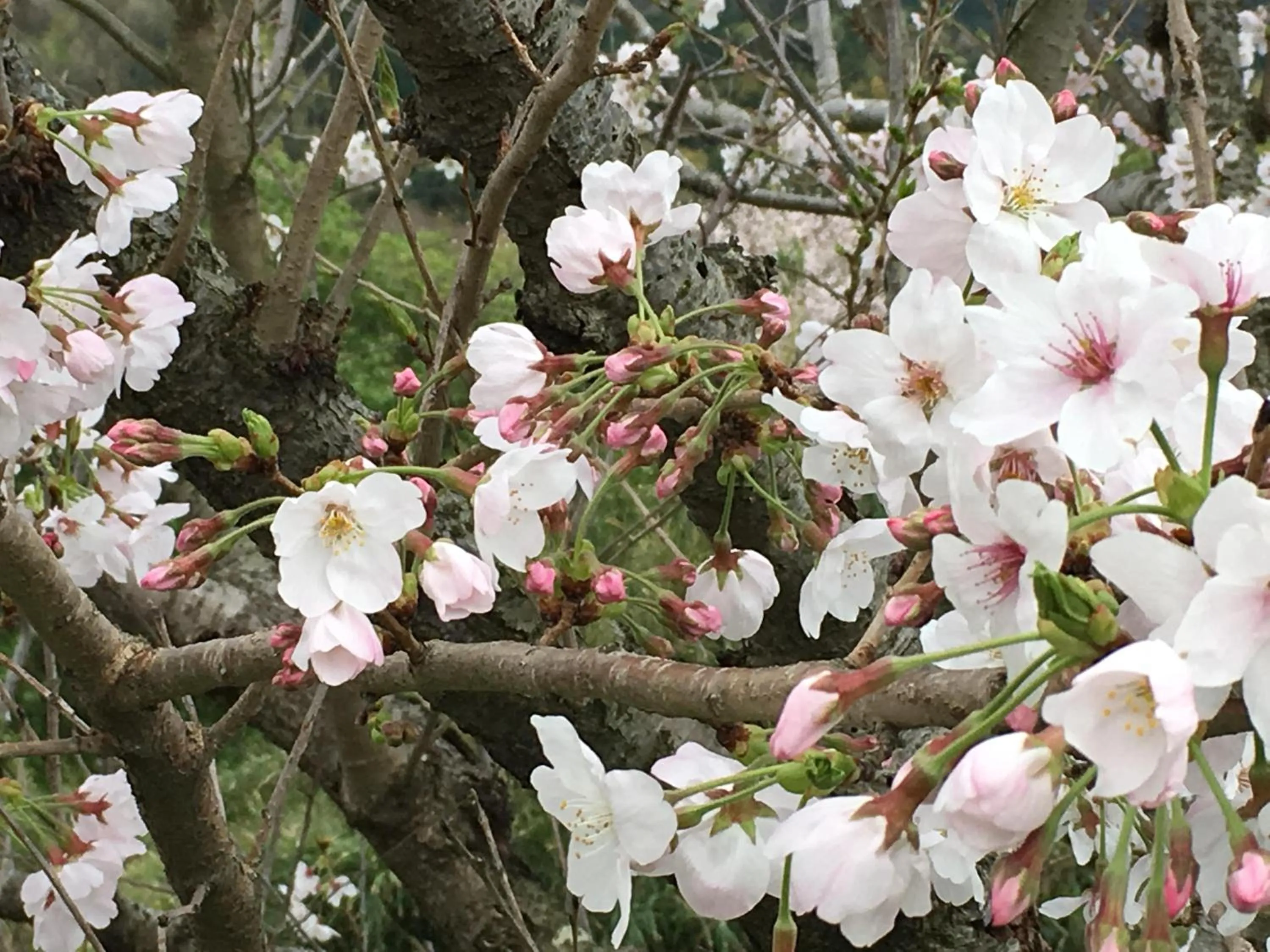 Spring in Dogashima Onsen Hotel