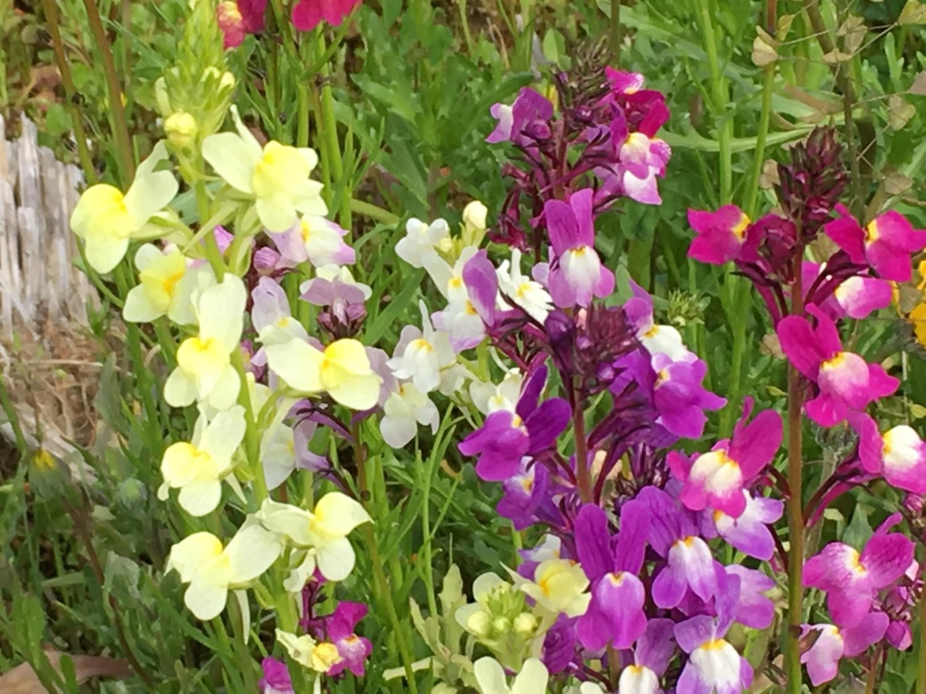 Spring in Dogashima Onsen Hotel