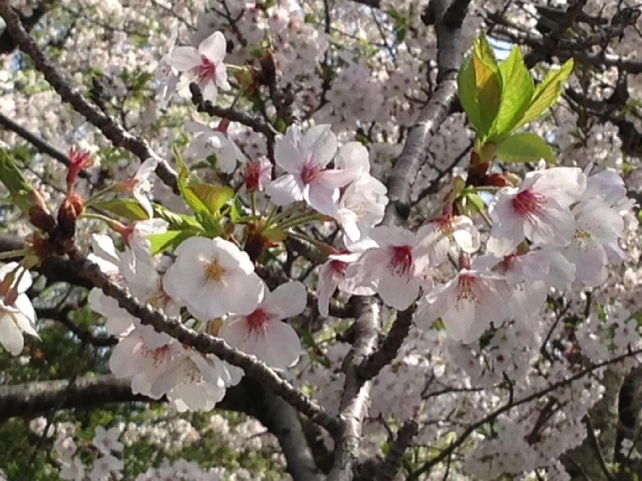 Spring in Dogashima Onsen Hotel