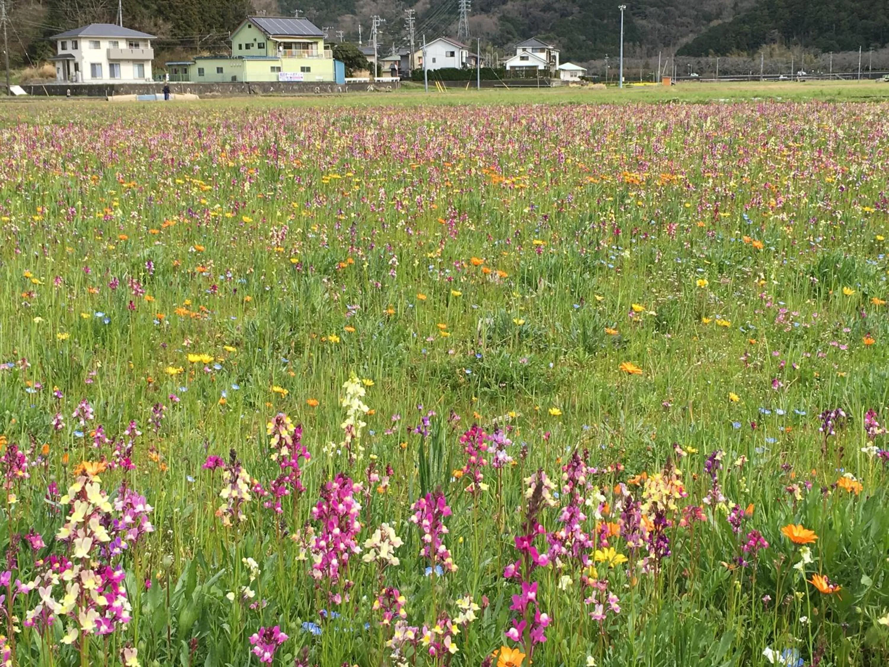 Spring in Dogashima Onsen Hotel