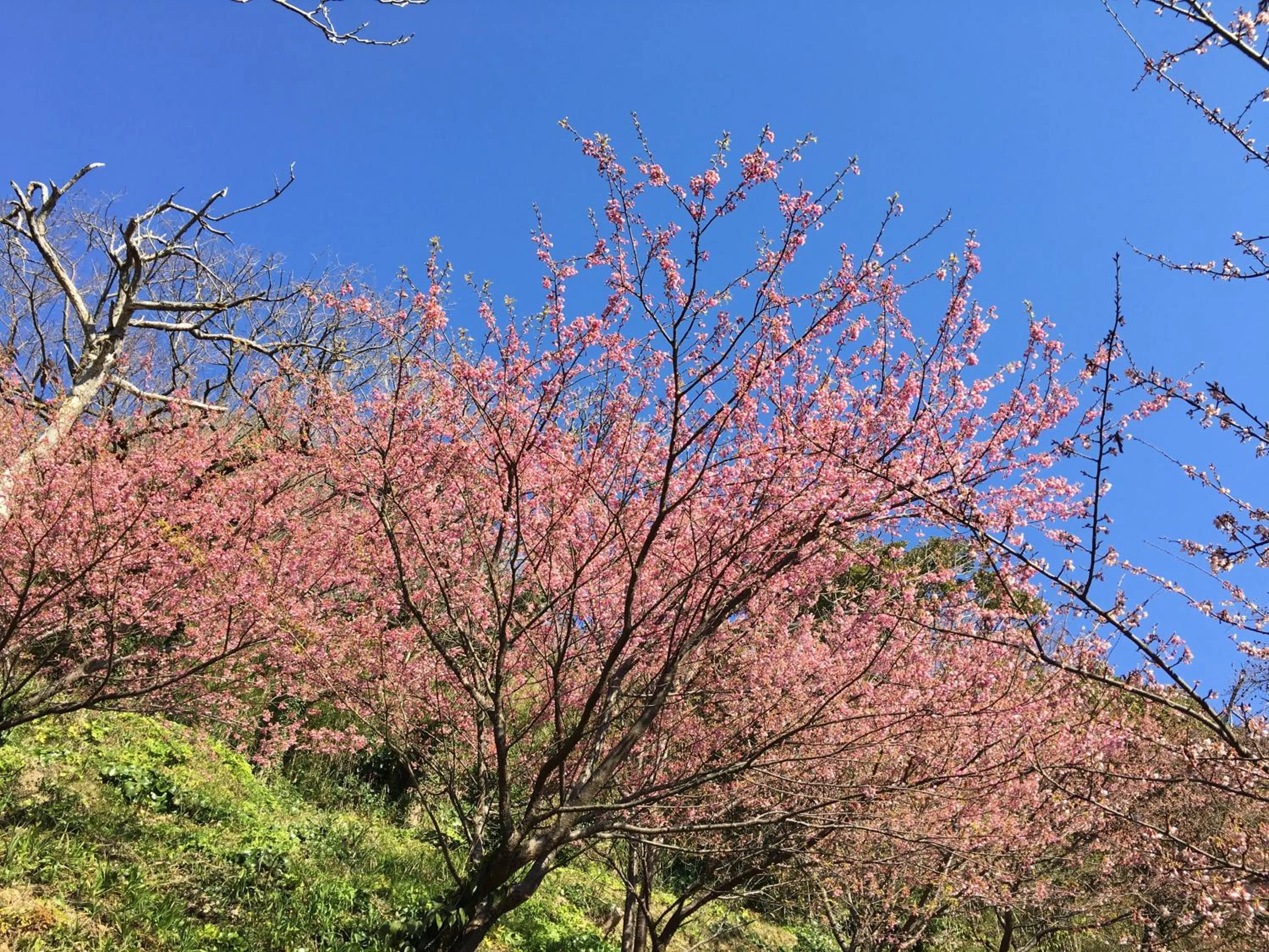 Off site in Dogashima Onsen Hotel