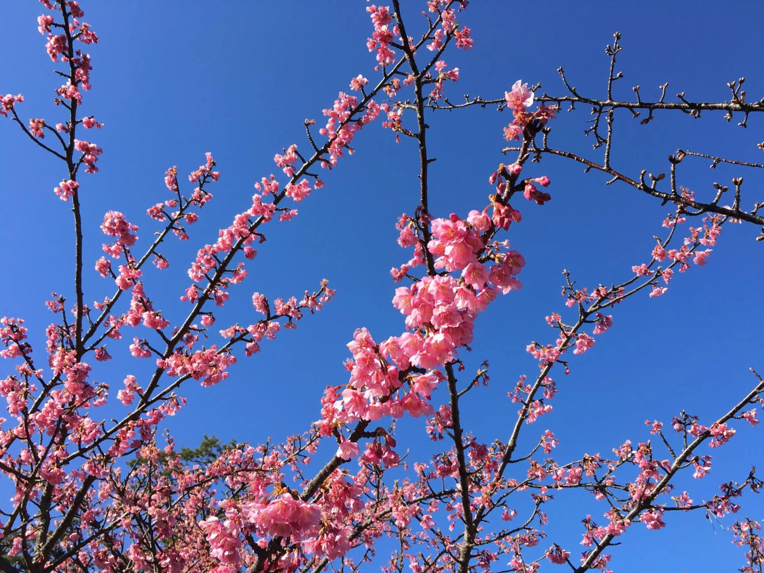 Off site in Dogashima Onsen Hotel
