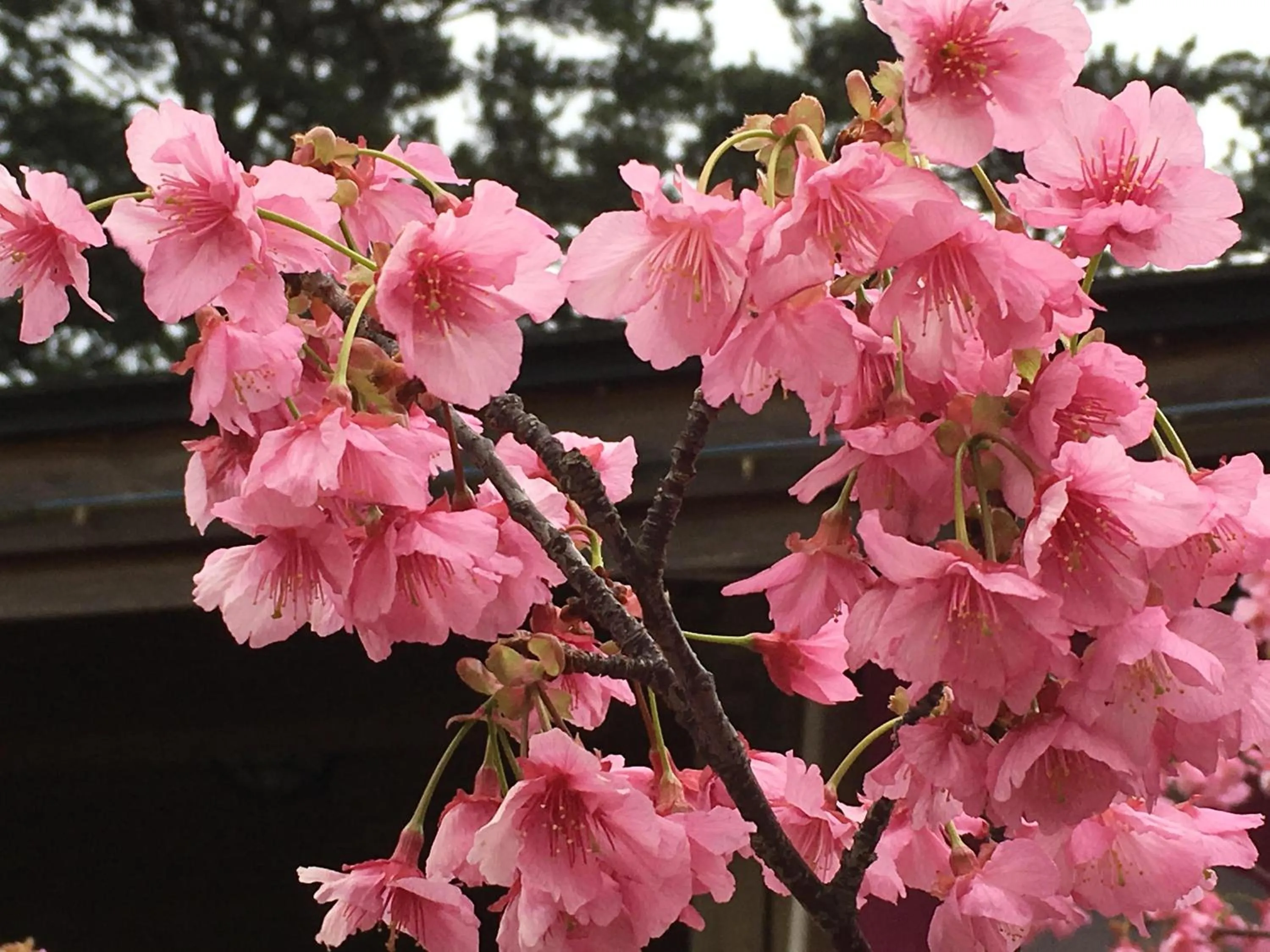 Off site in Dogashima Onsen Hotel