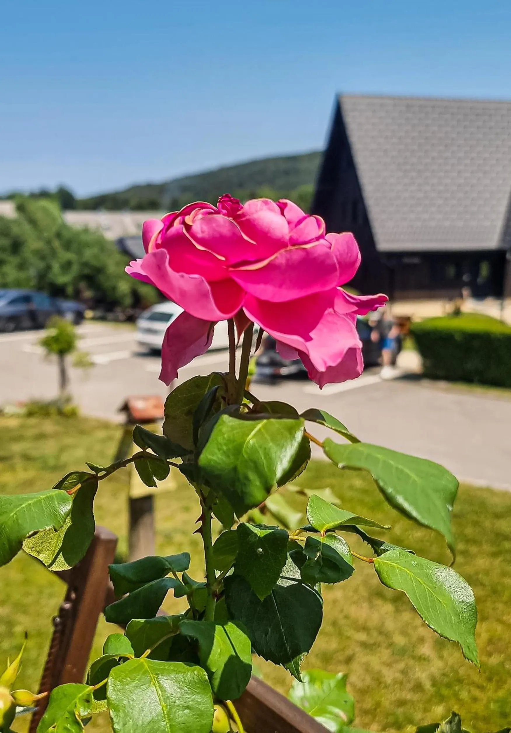 Garden in Etno Garden Apartments