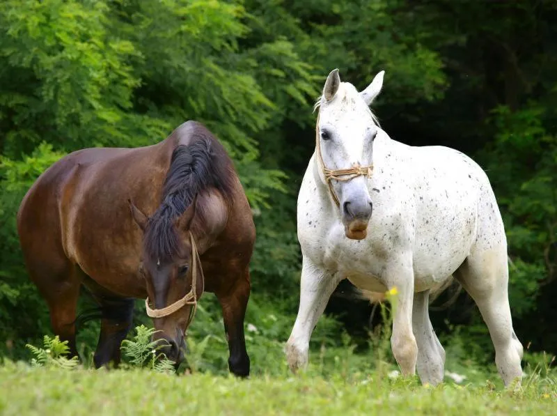 Horse-riding in Motel Kod Bakija