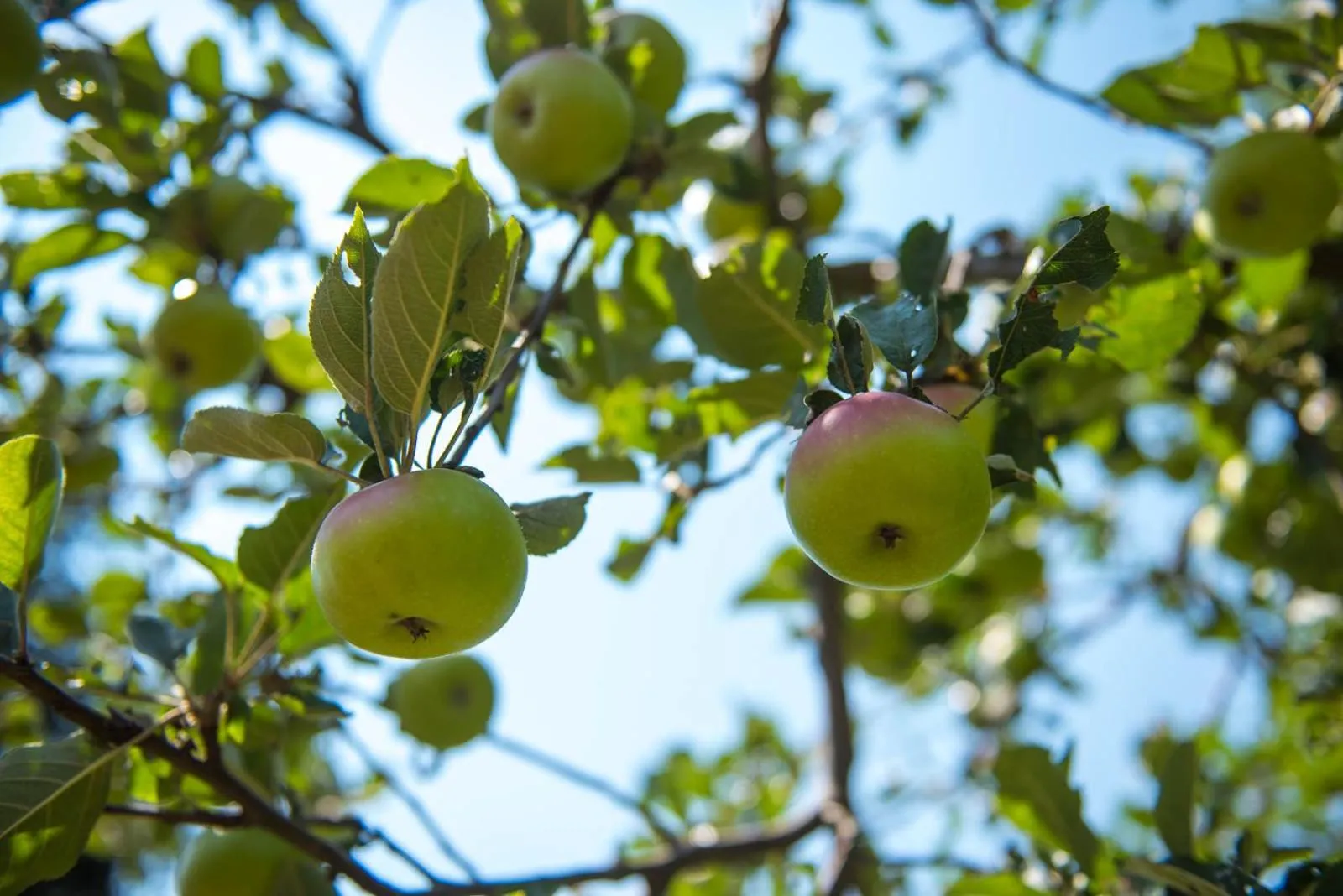 Property building in Hotel Srakovcic Heart of Nature