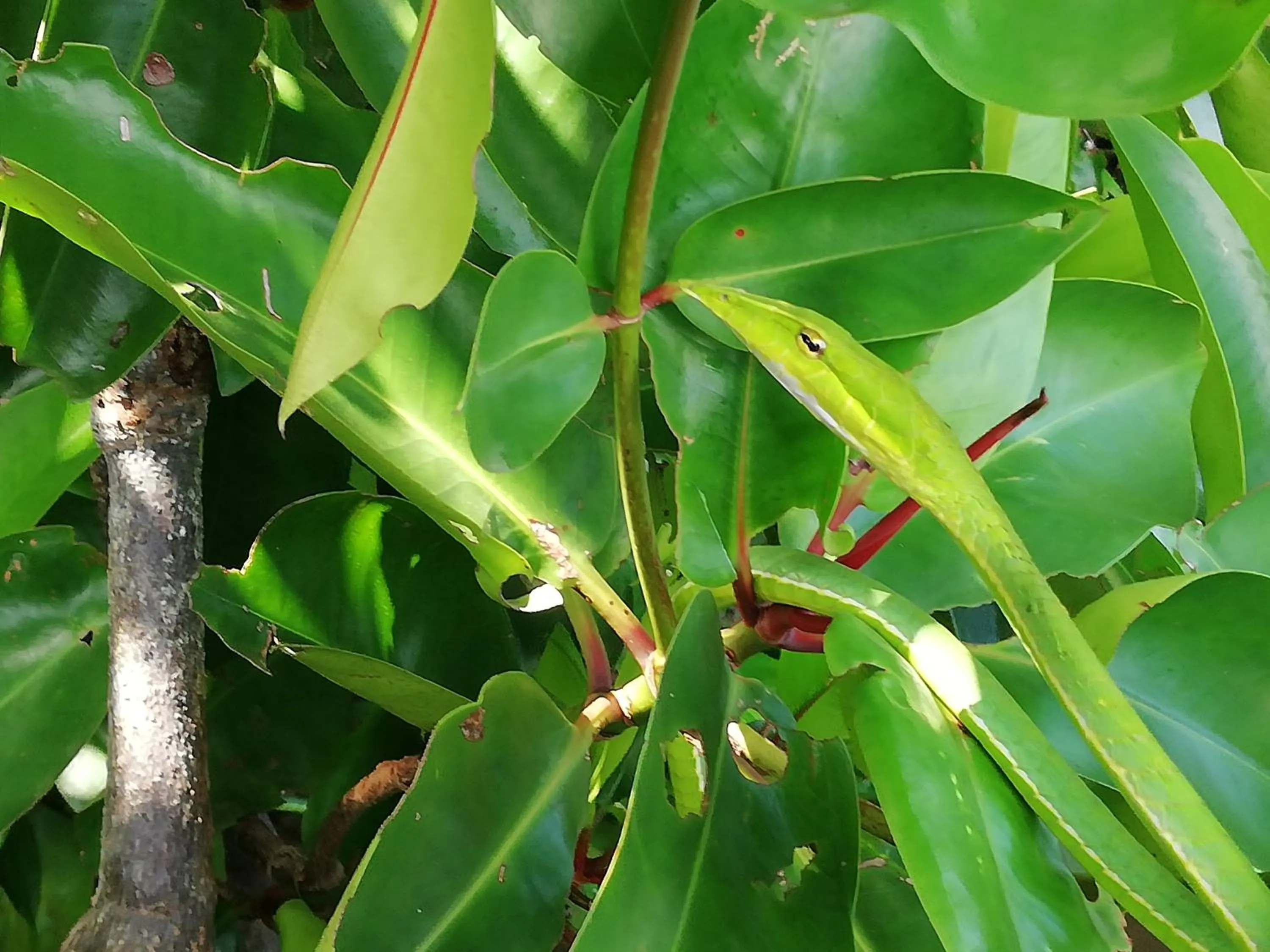 Animals in Mahi Villa