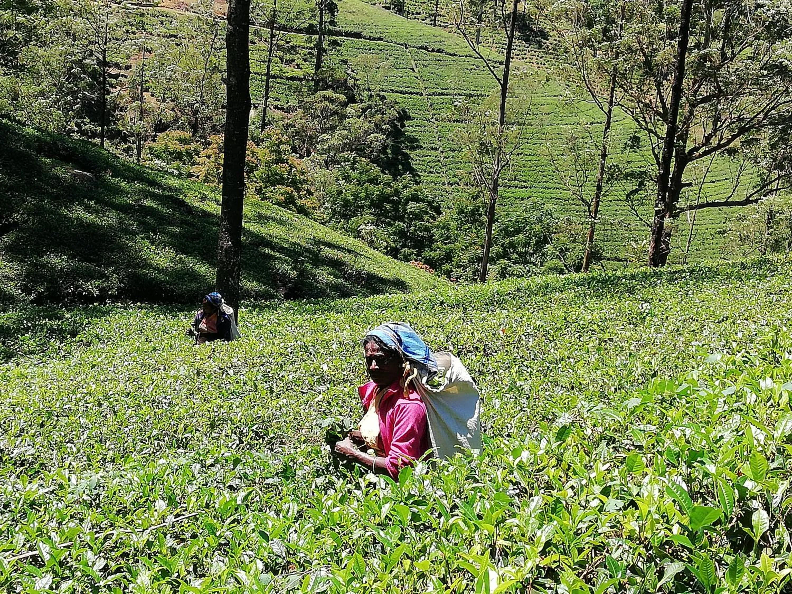 Off site in Mahi Villa