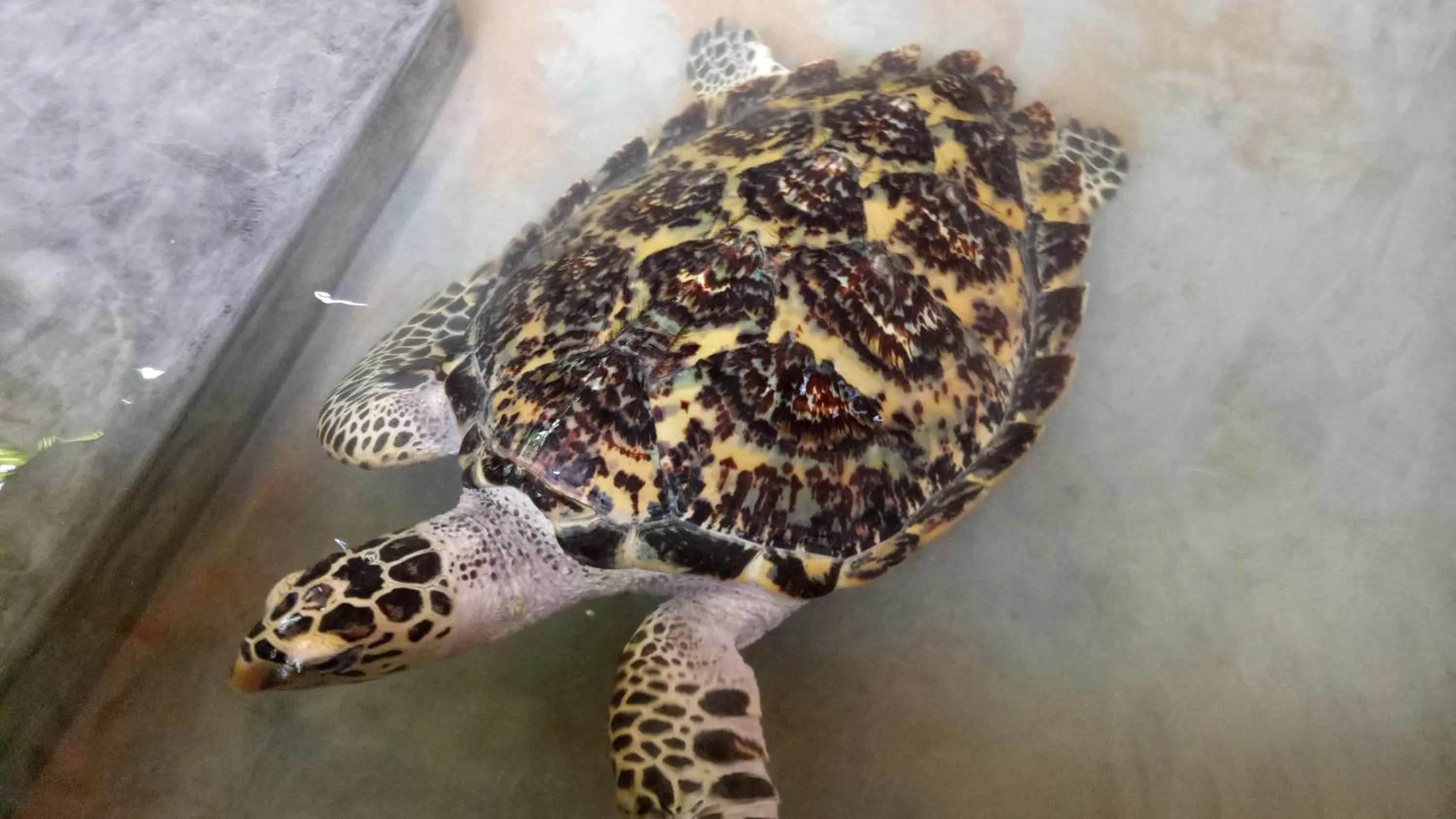 Animals in Mahi Villa