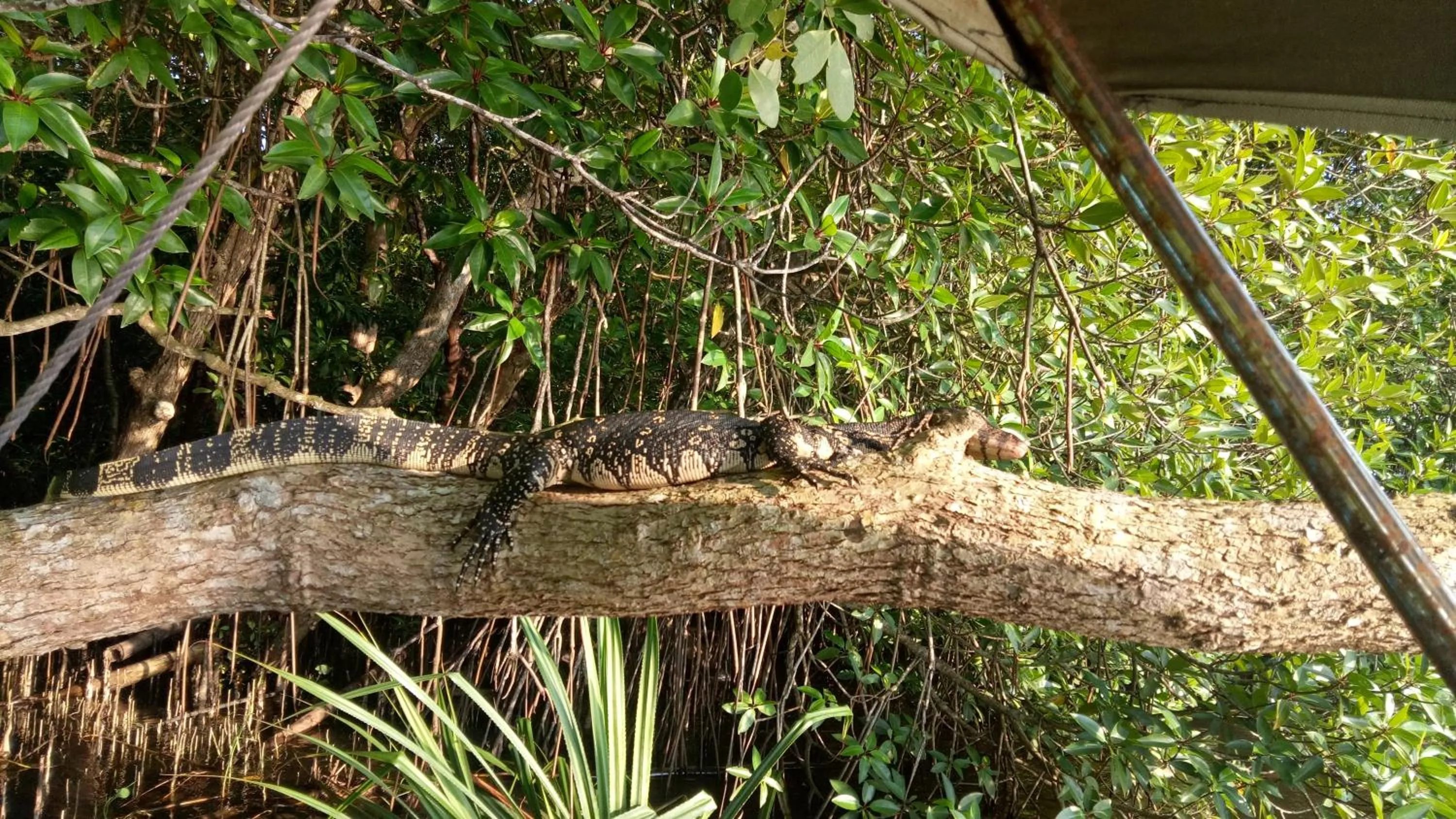 Animals in Mahi Villa