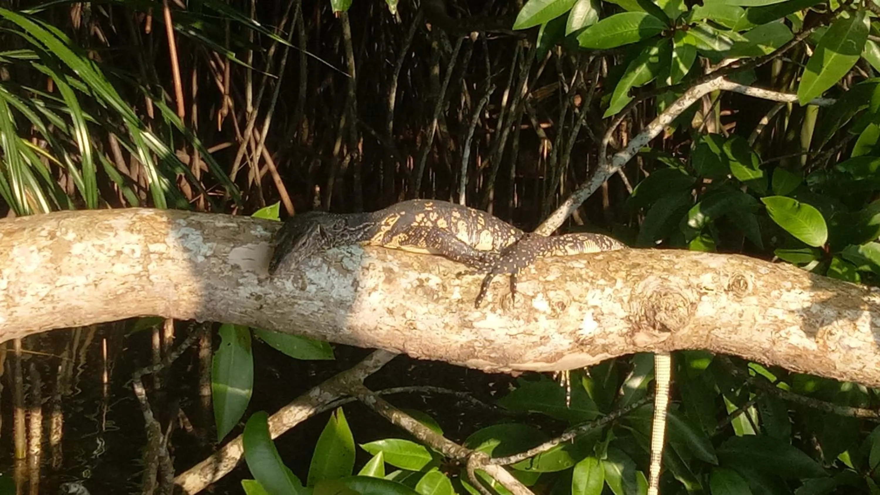 Animals in Mahi Villa