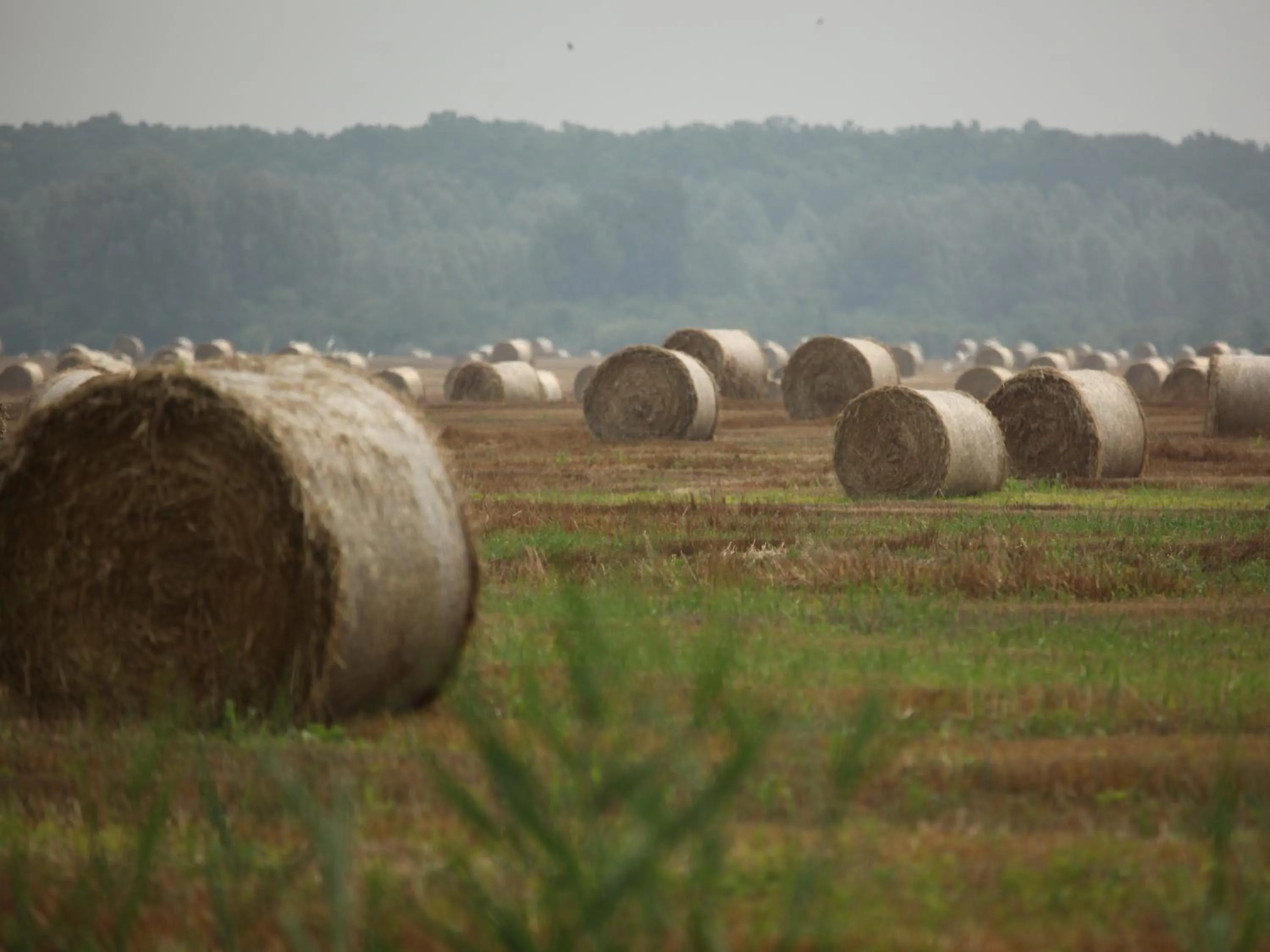 Natural landscape in Apartments Vrata Baranje