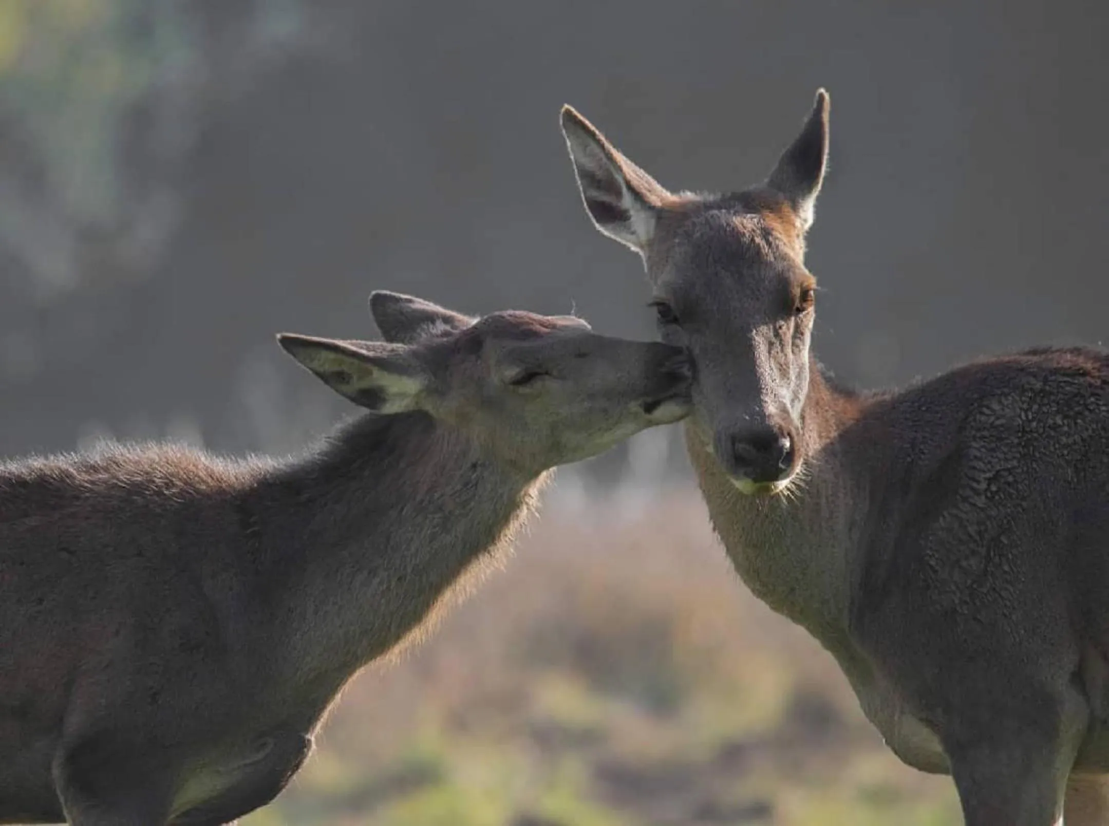 Nearby landmark in HOTEL HOLIDAYS a Barrea - Natura, Relax e Benessere nel Parco d'Abruzzo