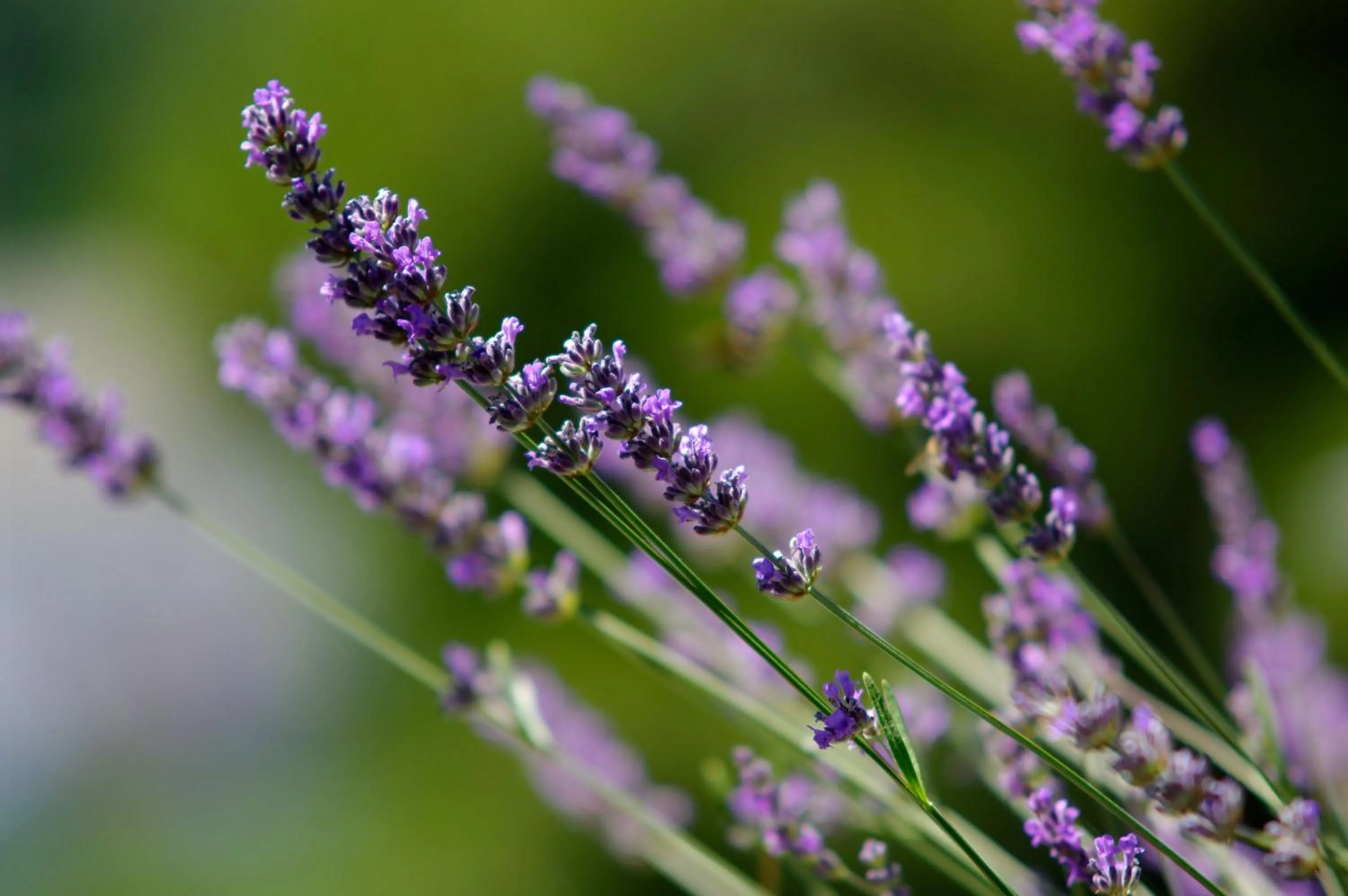 Garden in Boutique Hotel Villa Telenta