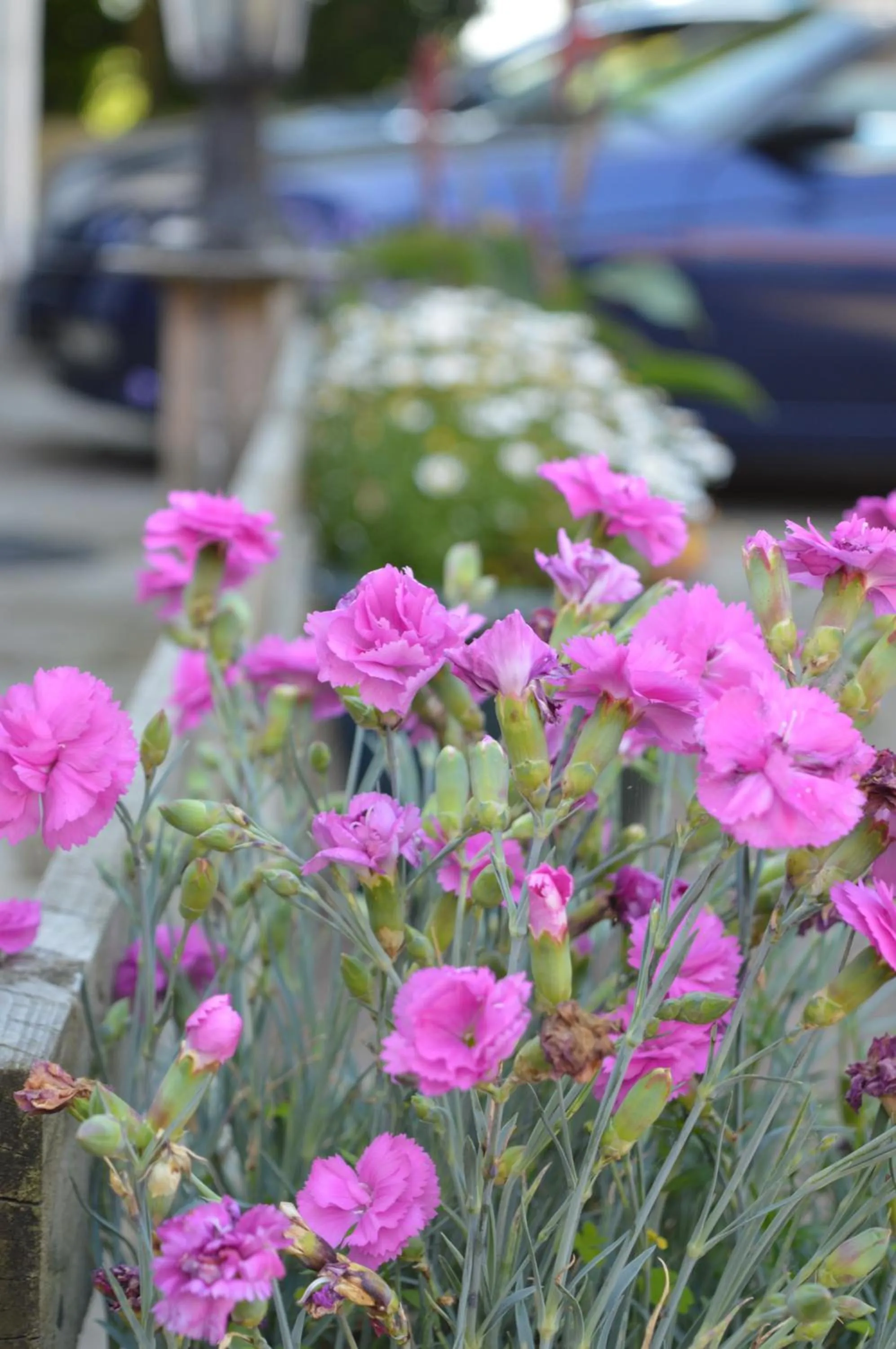 Garden in Orchard Lodge & Wolds Restaurant