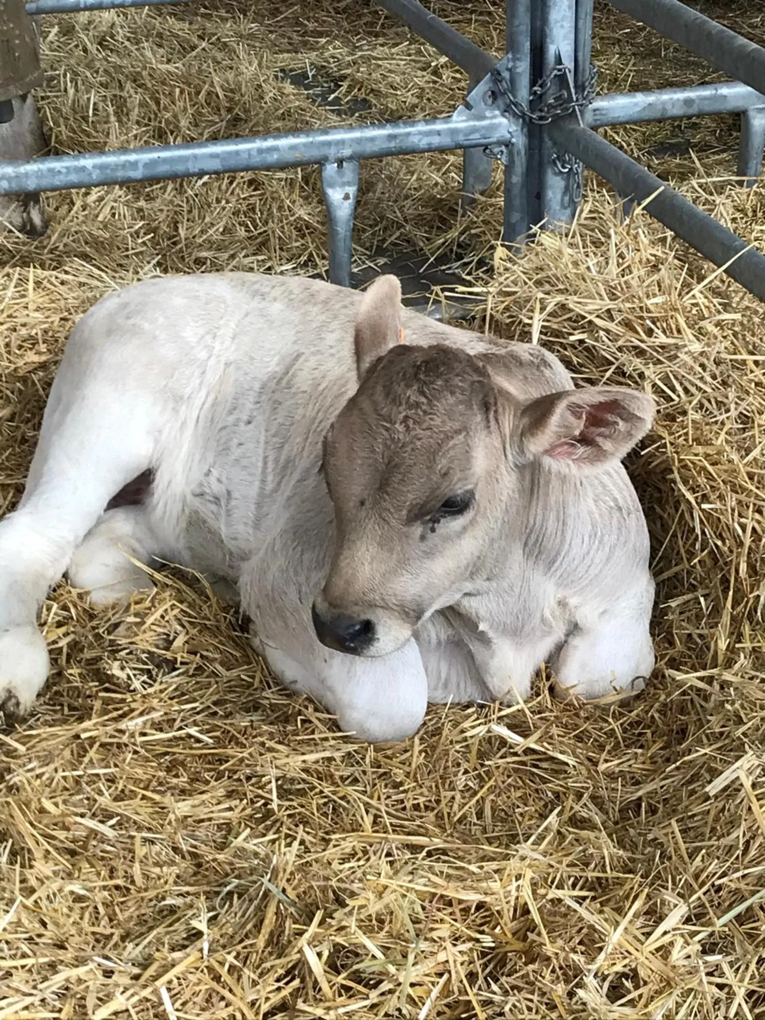 Animals in Hotel Vall d´Aneu