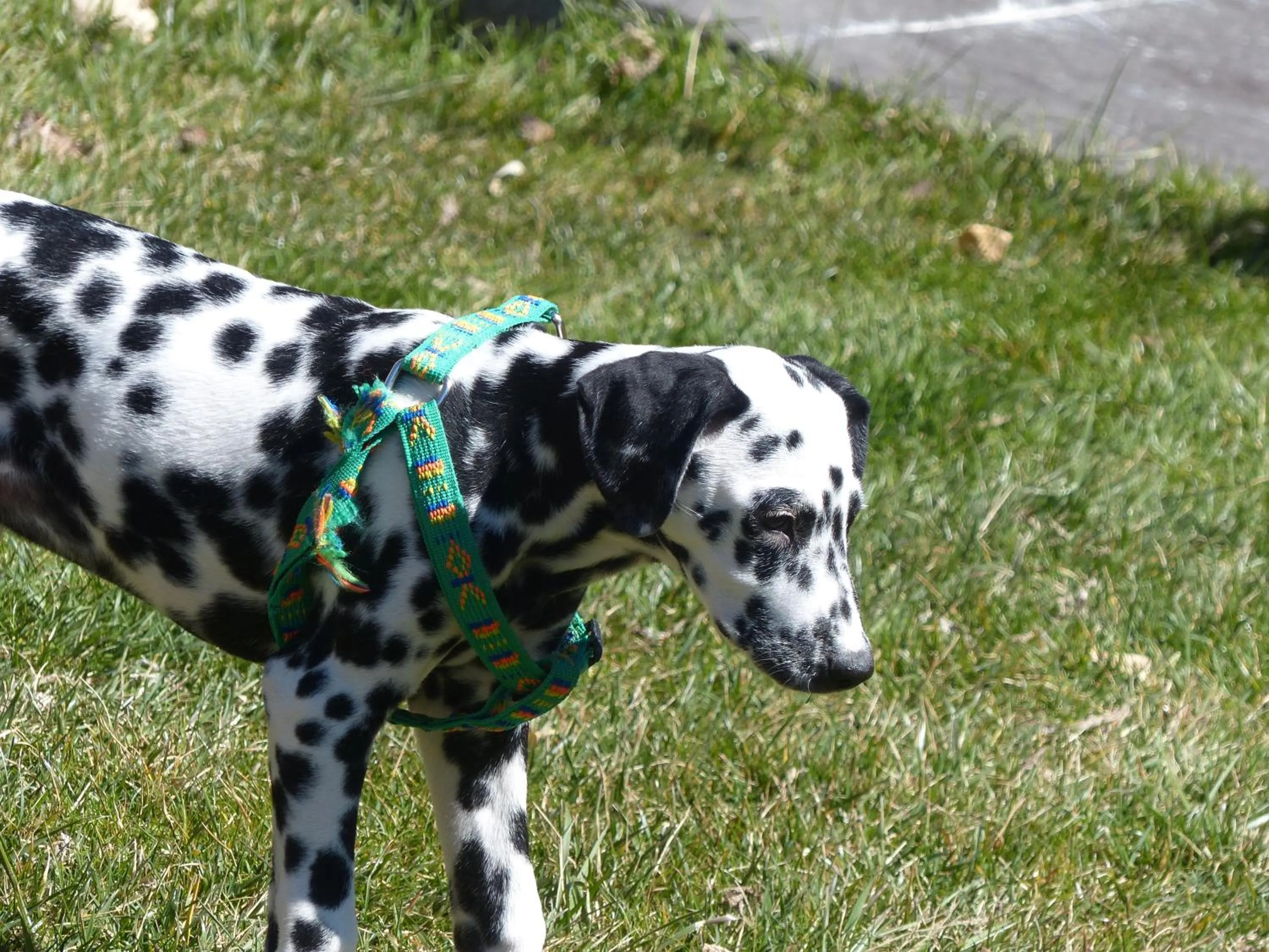 Pets in Hotel Vall d´Aneu