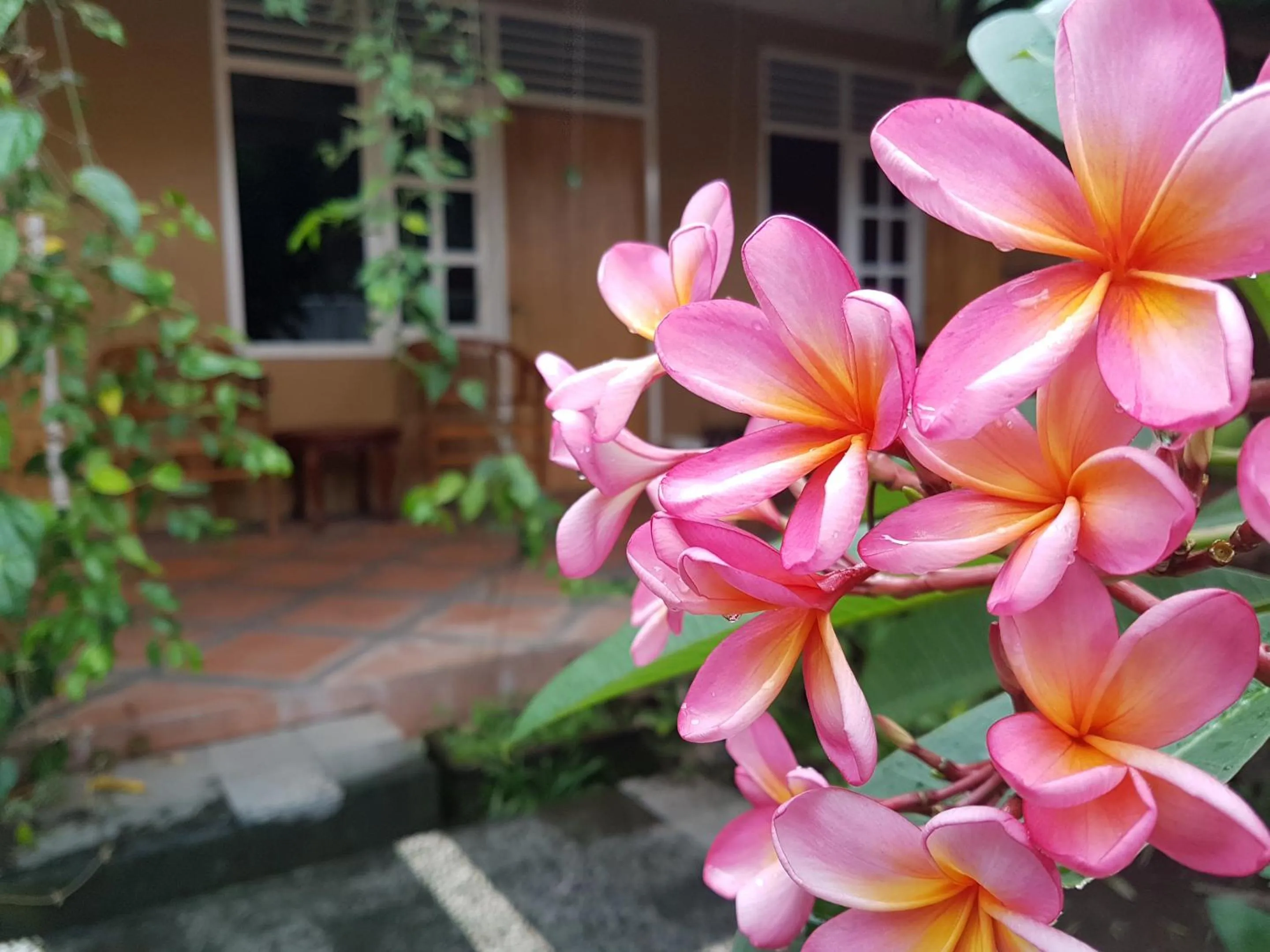 Garden in Omah Konco Yogyakarta